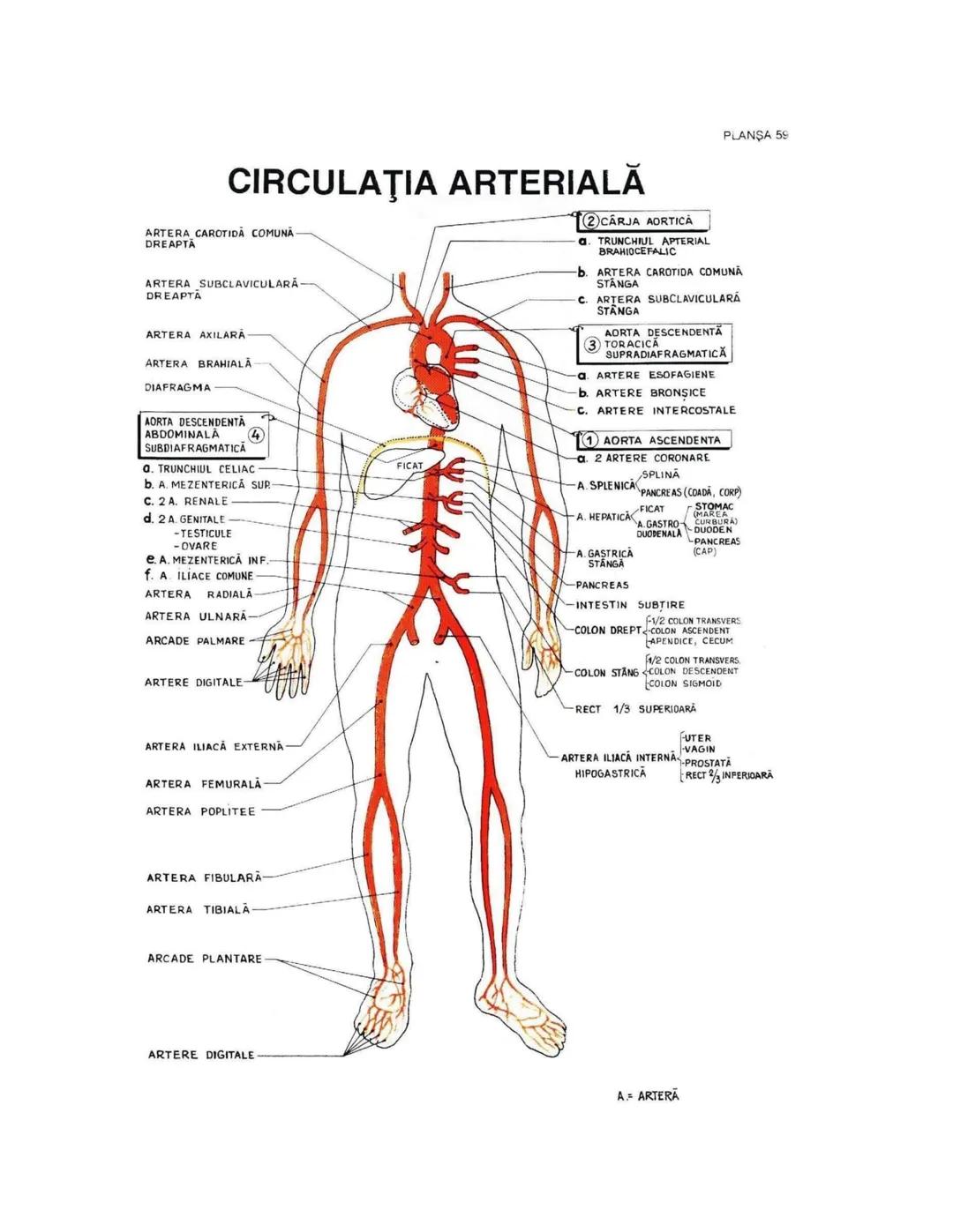 --- OCR Start ---
PLANŞA 28
GLANDELE ENDOCRINE ŞI HORMONII
GLANDA PITUITARĂ (HIPOFIZA)
CHIASMA
OPTICA
HIPOTALAMUS
SISTEMUL
PORT HIPOFIZAR
TR
