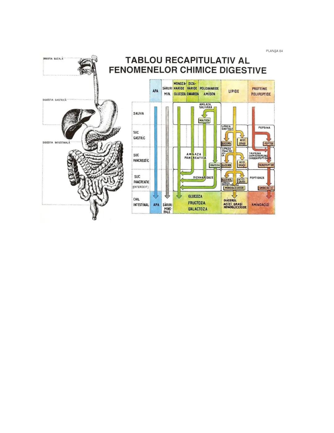--- OCR Start ---
PLANŞA 28
GLANDELE ENDOCRINE ŞI HORMONII
GLANDA PITUITARĂ (HIPOFIZA)
CHIASMA
OPTICA
HIPOTALAMUS
SISTEMUL
PORT HIPOFIZAR
TR