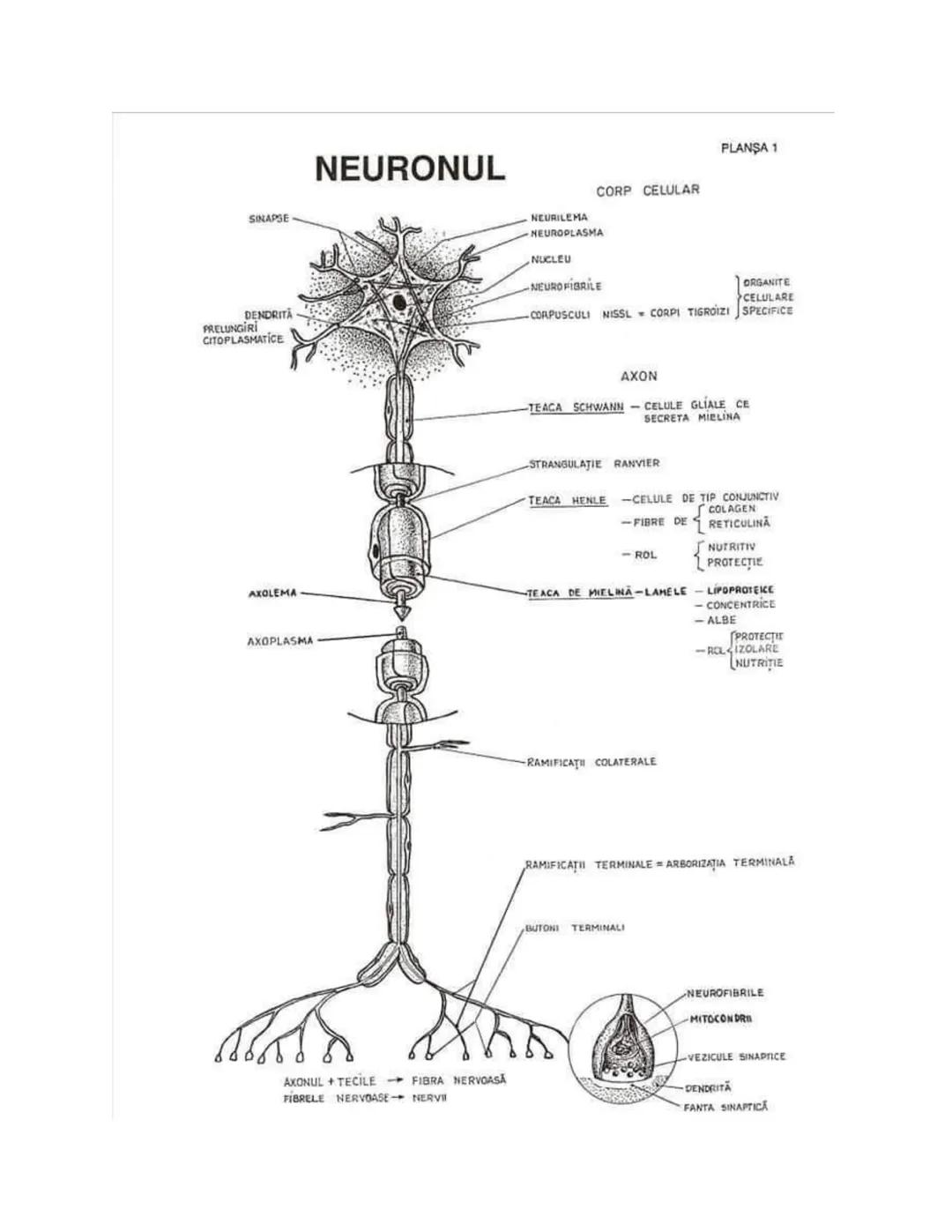 --- OCR Start ---
PLANŞA 28
GLANDELE ENDOCRINE ŞI HORMONII
GLANDA PITUITARĂ (HIPOFIZA)
CHIASMA
OPTICA
HIPOTALAMUS
SISTEMUL
PORT HIPOFIZAR
TR