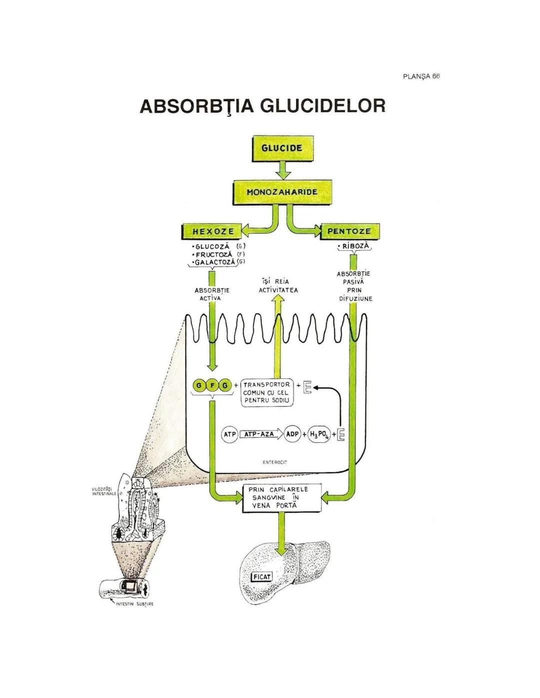 --- OCR Start ---
PLANŞA 28
GLANDELE ENDOCRINE ŞI HORMONII
GLANDA PITUITARĂ (HIPOFIZA)
CHIASMA
OPTICA
HIPOTALAMUS
SISTEMUL
PORT HIPOFIZAR
TR