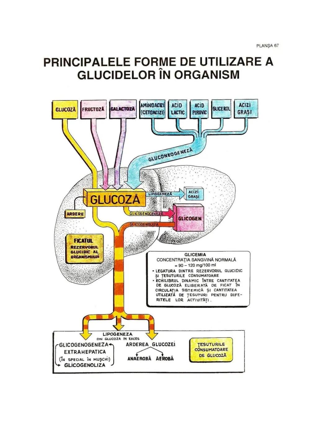 --- OCR Start ---
PLANŞA 28
GLANDELE ENDOCRINE ŞI HORMONII
GLANDA PITUITARĂ (HIPOFIZA)
CHIASMA
OPTICA
HIPOTALAMUS
SISTEMUL
PORT HIPOFIZAR
TR