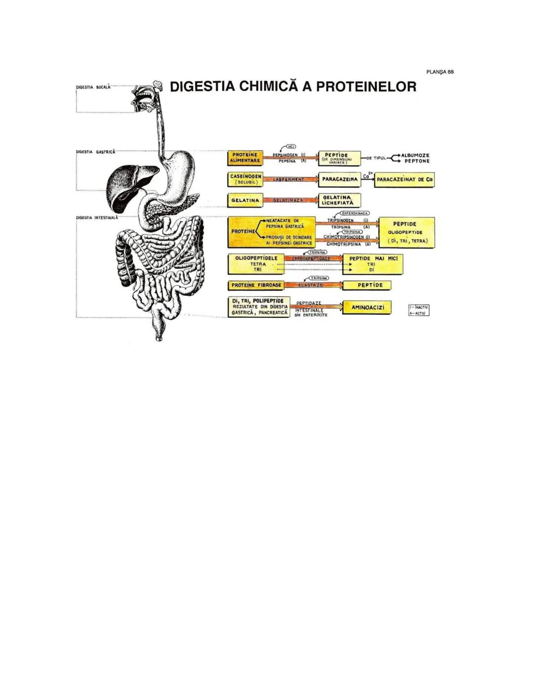 --- OCR Start ---
PLANŞA 28
GLANDELE ENDOCRINE ŞI HORMONII
GLANDA PITUITARĂ (HIPOFIZA)
CHIASMA
OPTICA
HIPOTALAMUS
SISTEMUL
PORT HIPOFIZAR
TR