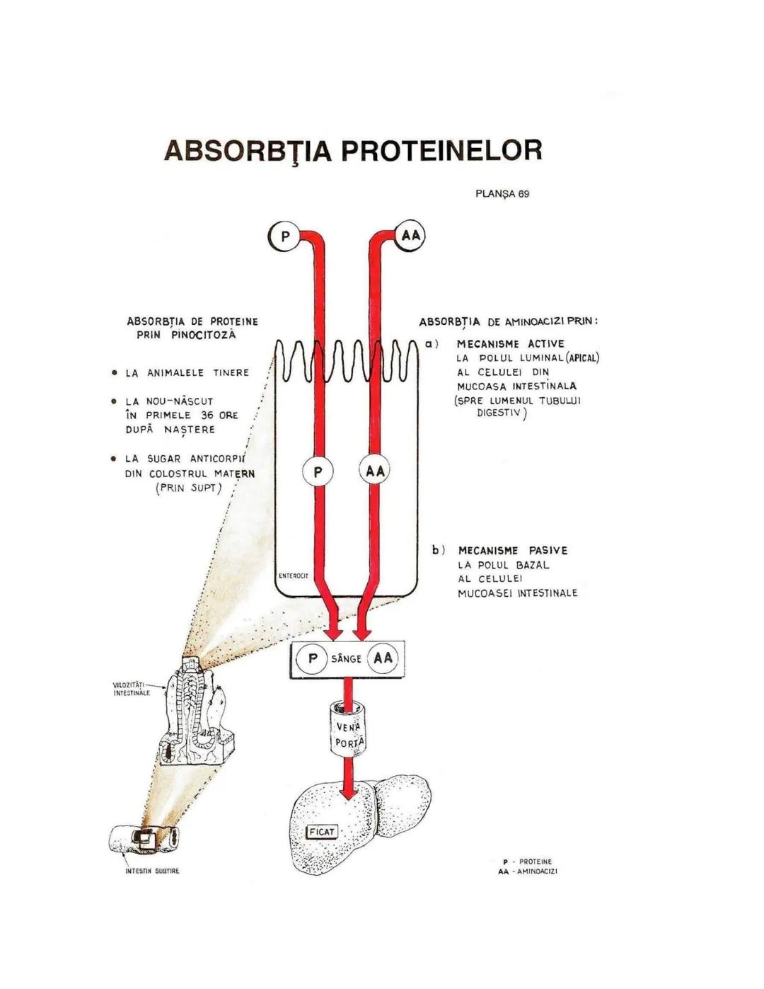 --- OCR Start ---
PLANŞA 28
GLANDELE ENDOCRINE ŞI HORMONII
GLANDA PITUITARĂ (HIPOFIZA)
CHIASMA
OPTICA
HIPOTALAMUS
SISTEMUL
PORT HIPOFIZAR
TR