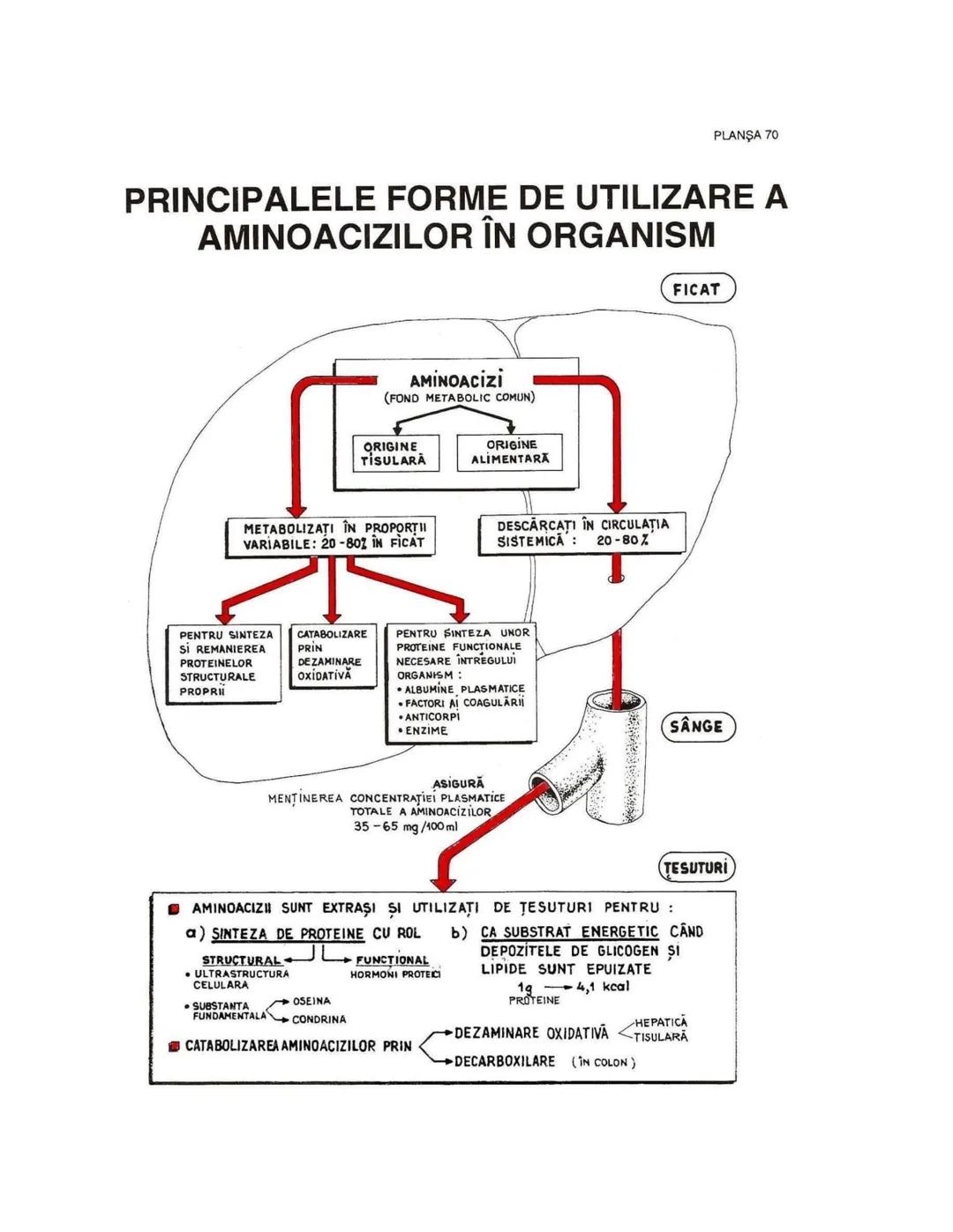 --- OCR Start ---
PLANŞA 28
GLANDELE ENDOCRINE ŞI HORMONII
GLANDA PITUITARĂ (HIPOFIZA)
CHIASMA
OPTICA
HIPOTALAMUS
SISTEMUL
PORT HIPOFIZAR
TR