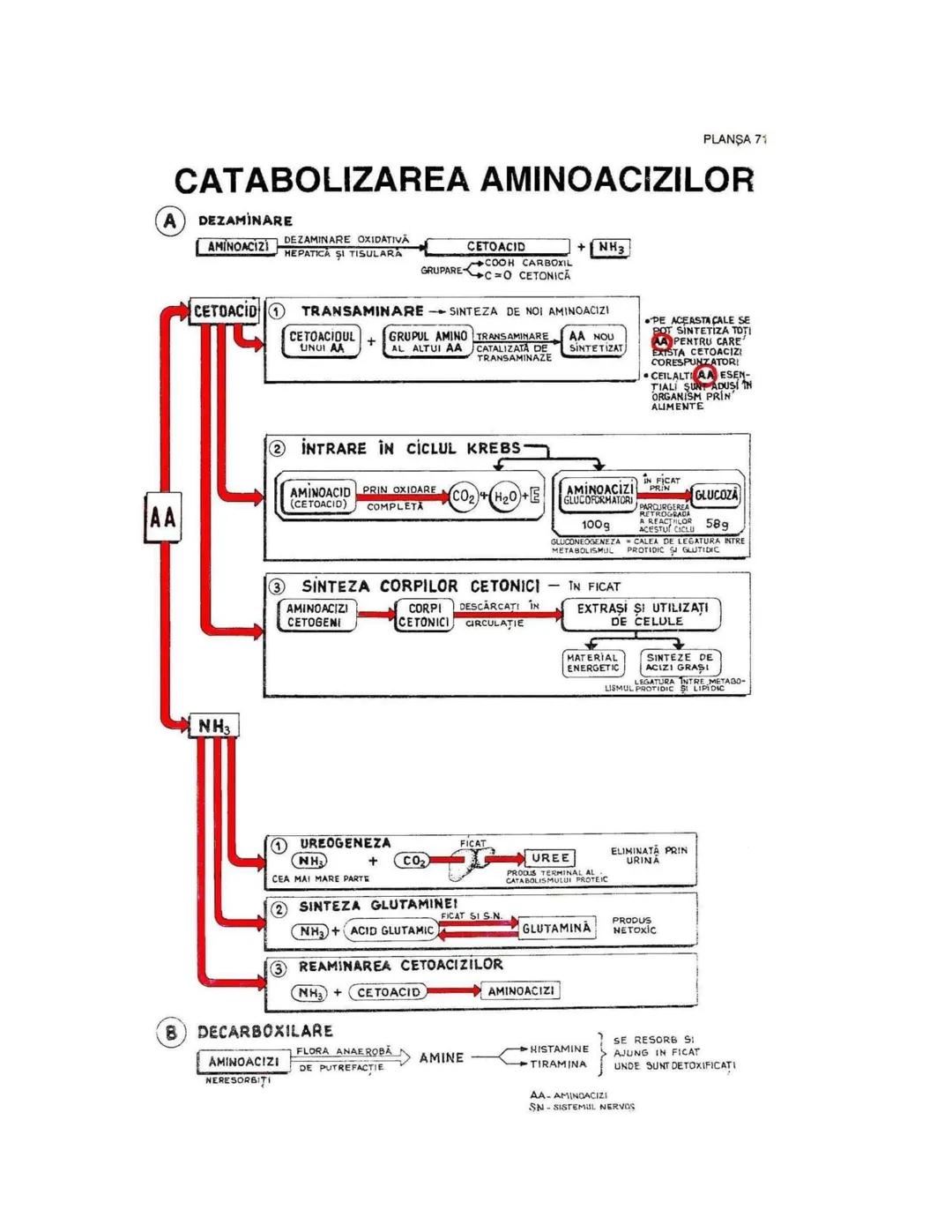 --- OCR Start ---
PLANŞA 28
GLANDELE ENDOCRINE ŞI HORMONII
GLANDA PITUITARĂ (HIPOFIZA)
CHIASMA
OPTICA
HIPOTALAMUS
SISTEMUL
PORT HIPOFIZAR
TR