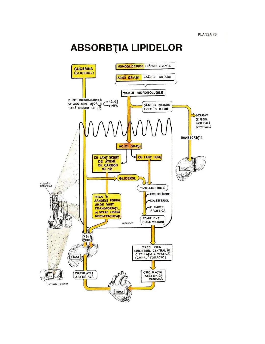 --- OCR Start ---
PLANŞA 28
GLANDELE ENDOCRINE ŞI HORMONII
GLANDA PITUITARĂ (HIPOFIZA)
CHIASMA
OPTICA
HIPOTALAMUS
SISTEMUL
PORT HIPOFIZAR
TR