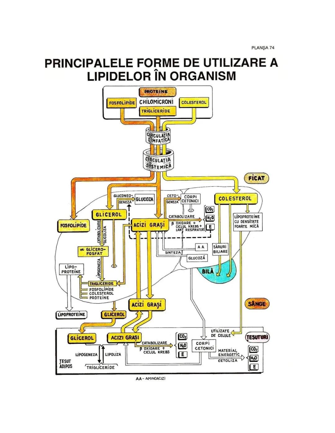 --- OCR Start ---
PLANŞA 28
GLANDELE ENDOCRINE ŞI HORMONII
GLANDA PITUITARĂ (HIPOFIZA)
CHIASMA
OPTICA
HIPOTALAMUS
SISTEMUL
PORT HIPOFIZAR
TR