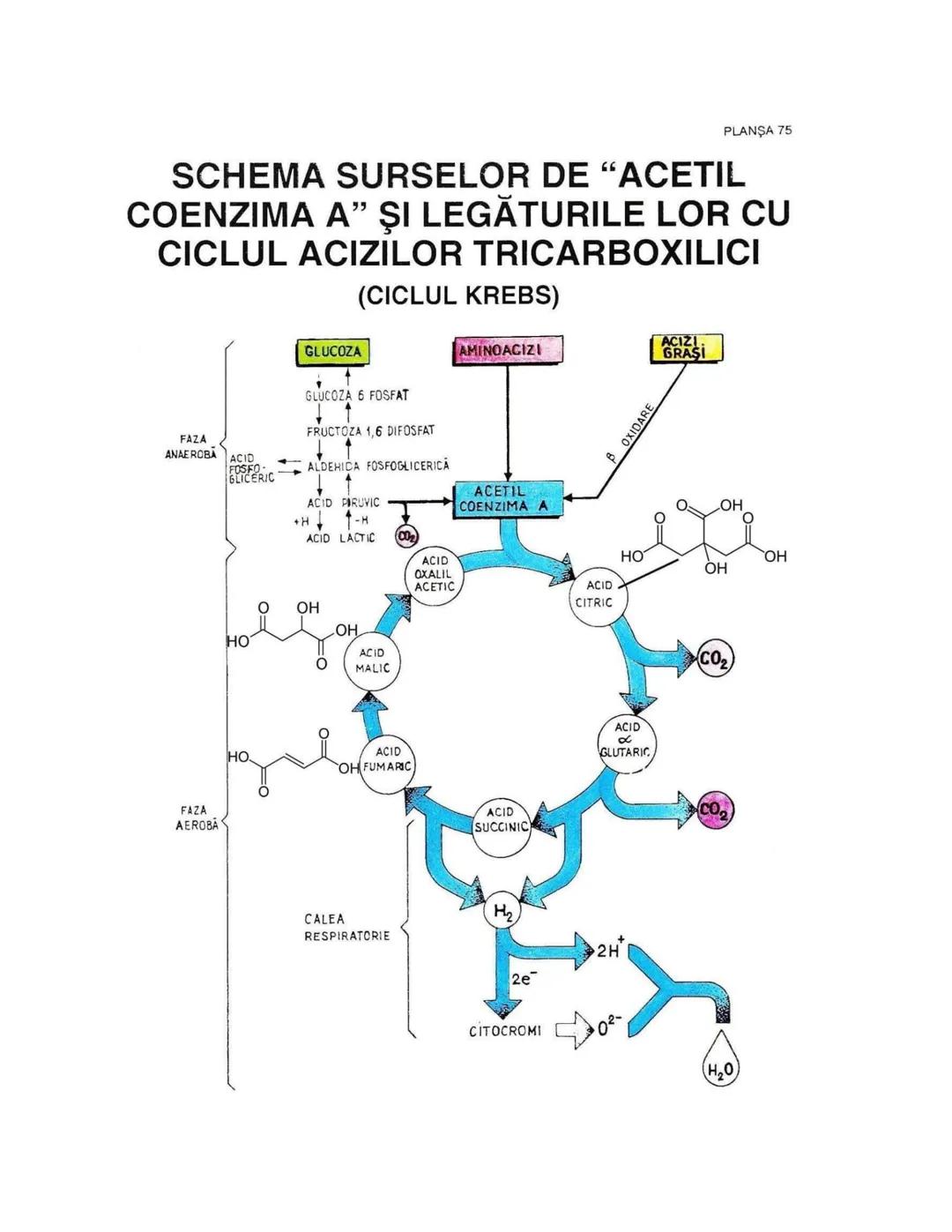 --- OCR Start ---
PLANŞA 28
GLANDELE ENDOCRINE ŞI HORMONII
GLANDA PITUITARĂ (HIPOFIZA)
CHIASMA
OPTICA
HIPOTALAMUS
SISTEMUL
PORT HIPOFIZAR
TR