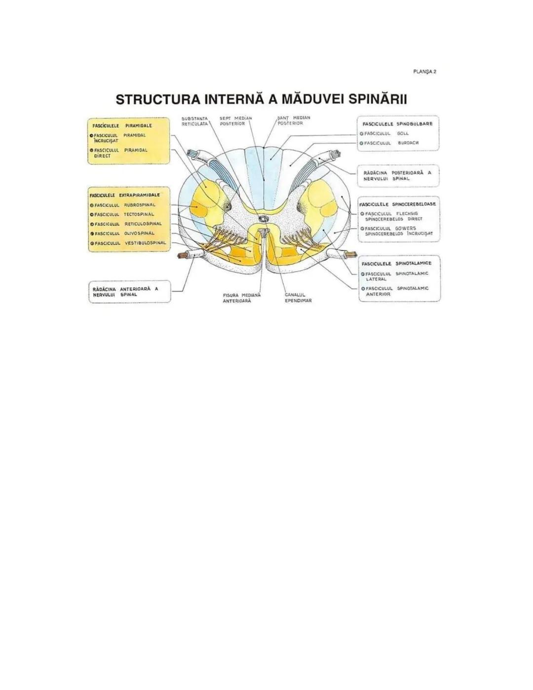 --- OCR Start ---
PLANŞA 28
GLANDELE ENDOCRINE ŞI HORMONII
GLANDA PITUITARĂ (HIPOFIZA)
CHIASMA
OPTICA
HIPOTALAMUS
SISTEMUL
PORT HIPOFIZAR
TR