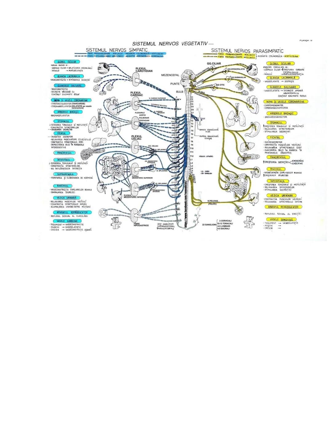 --- OCR Start ---
PLANŞA 28
GLANDELE ENDOCRINE ŞI HORMONII
GLANDA PITUITARĂ (HIPOFIZA)
CHIASMA
OPTICA
HIPOTALAMUS
SISTEMUL
PORT HIPOFIZAR
TR