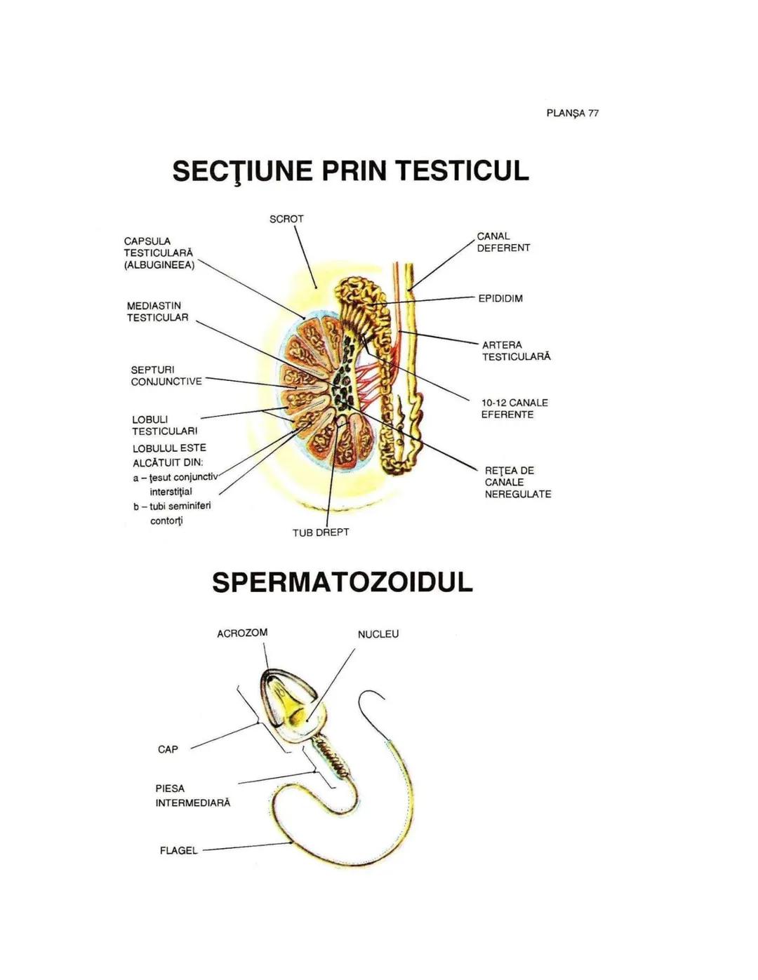 --- OCR Start ---
PLANŞA 28
GLANDELE ENDOCRINE ŞI HORMONII
GLANDA PITUITARĂ (HIPOFIZA)
CHIASMA
OPTICA
HIPOTALAMUS
SISTEMUL
PORT HIPOFIZAR
TR