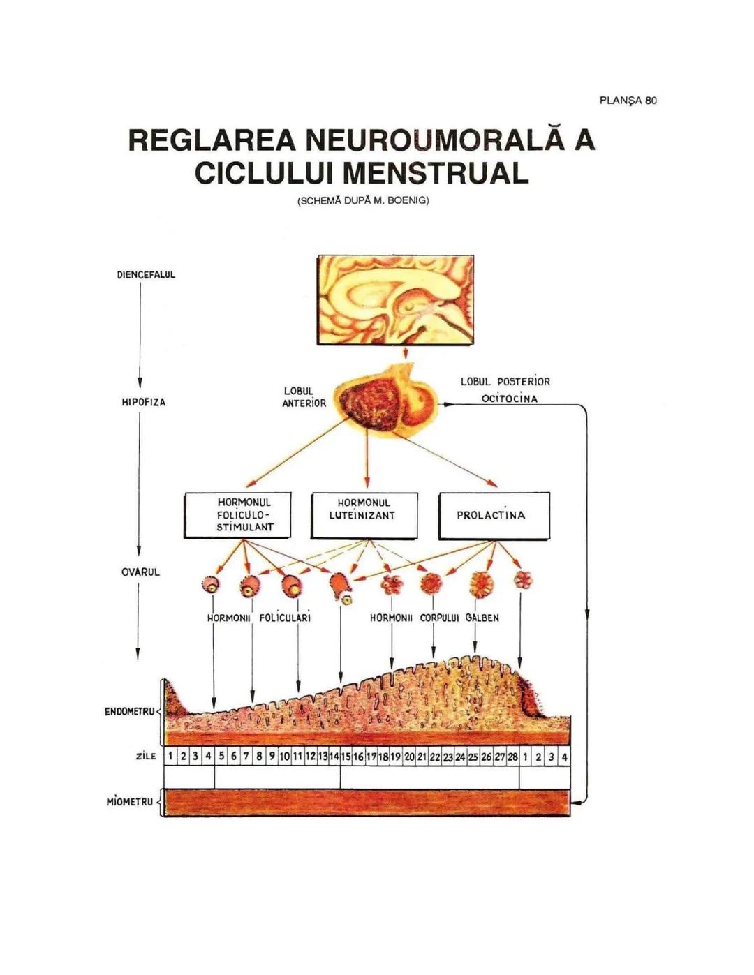 --- OCR Start ---
PLANŞA 28
GLANDELE ENDOCRINE ŞI HORMONII
GLANDA PITUITARĂ (HIPOFIZA)
CHIASMA
OPTICA
HIPOTALAMUS
SISTEMUL
PORT HIPOFIZAR
TR