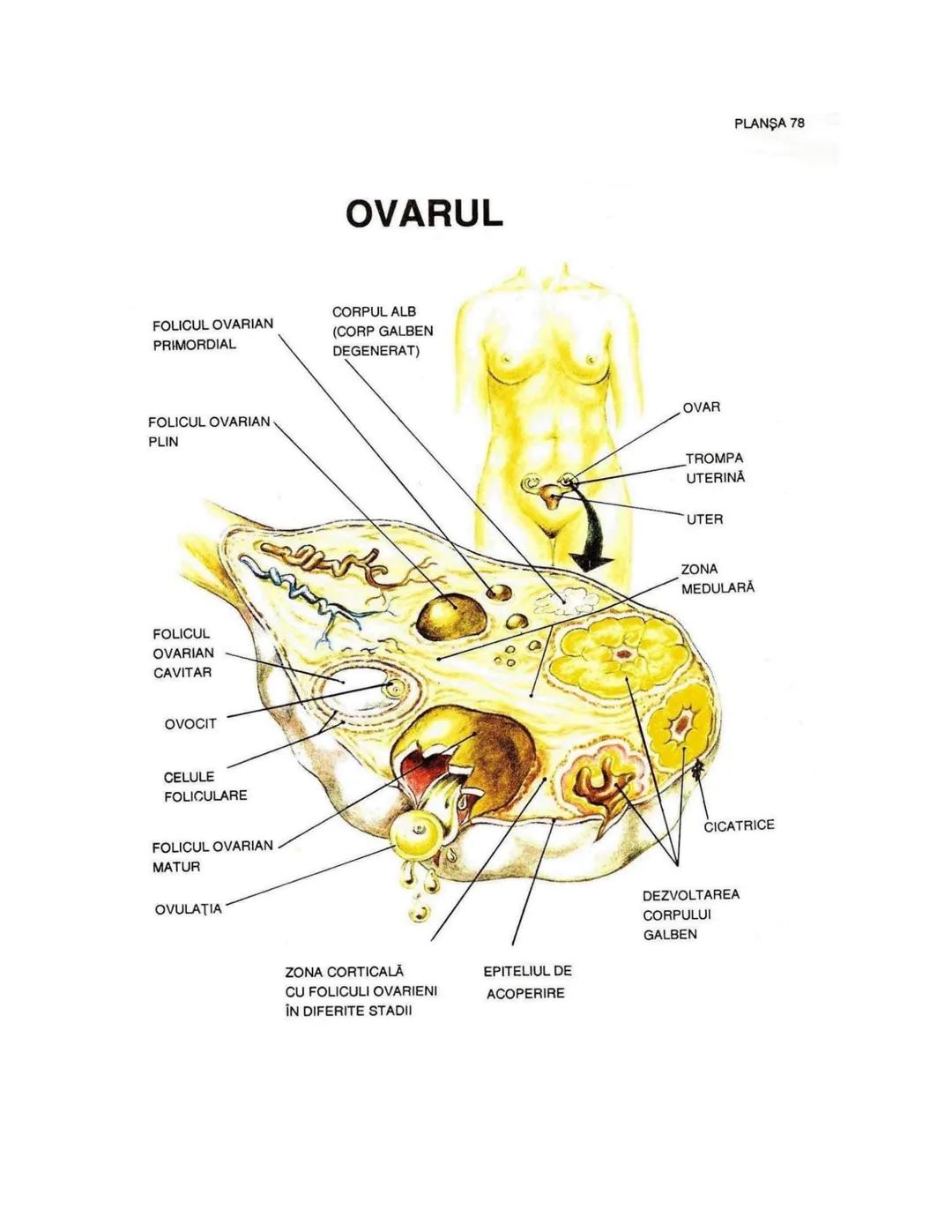--- OCR Start ---
PLANŞA 28
GLANDELE ENDOCRINE ŞI HORMONII
GLANDA PITUITARĂ (HIPOFIZA)
CHIASMA
OPTICA
HIPOTALAMUS
SISTEMUL
PORT HIPOFIZAR
TR