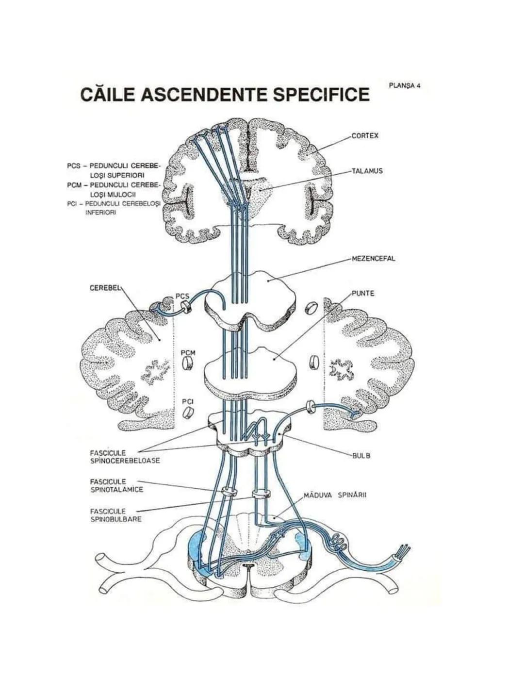 --- OCR Start ---
PLANŞA 28
GLANDELE ENDOCRINE ŞI HORMONII
GLANDA PITUITARĂ (HIPOFIZA)
CHIASMA
OPTICA
HIPOTALAMUS
SISTEMUL
PORT HIPOFIZAR
TR