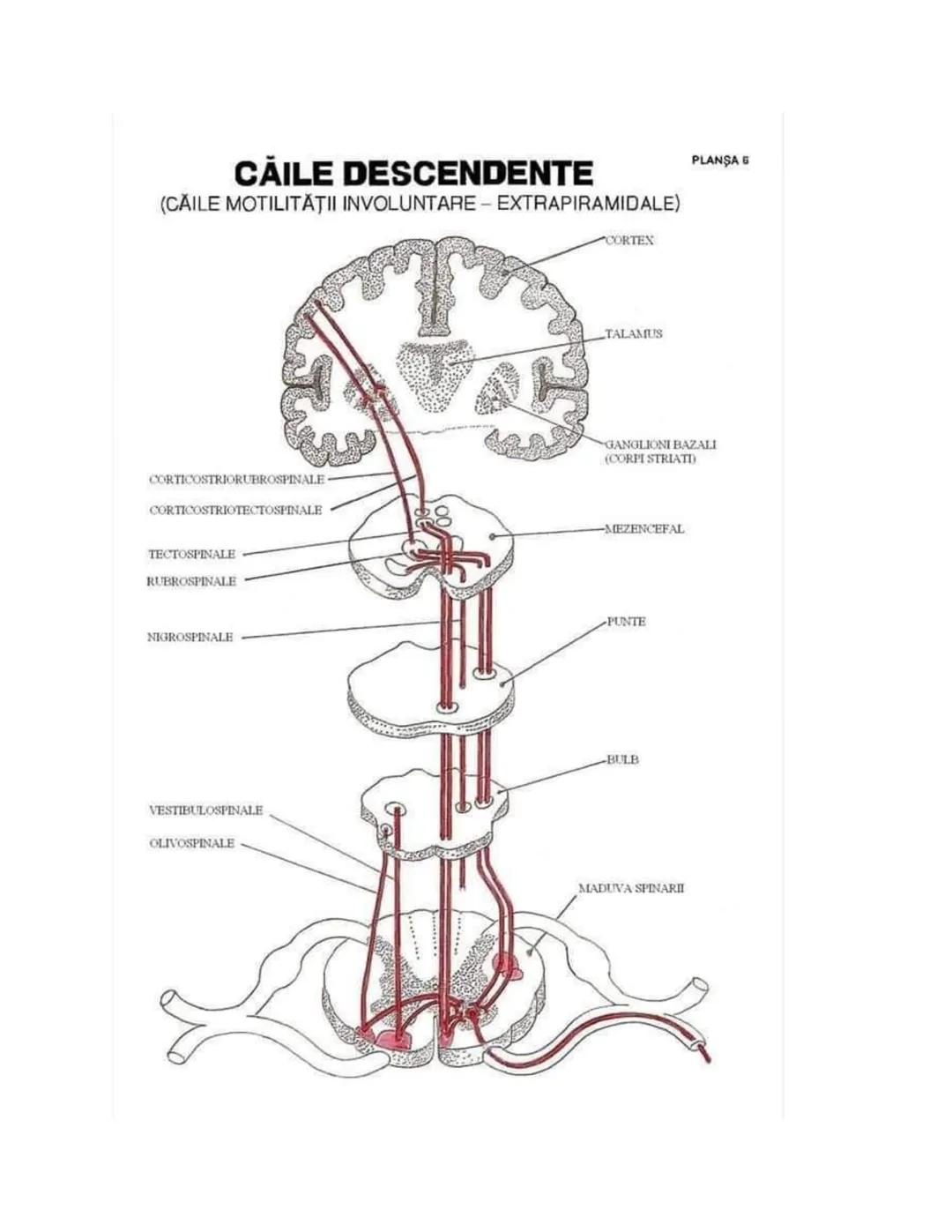 --- OCR Start ---
PLANŞA 28
GLANDELE ENDOCRINE ŞI HORMONII
GLANDA PITUITARĂ (HIPOFIZA)
CHIASMA
OPTICA
HIPOTALAMUS
SISTEMUL
PORT HIPOFIZAR
TR