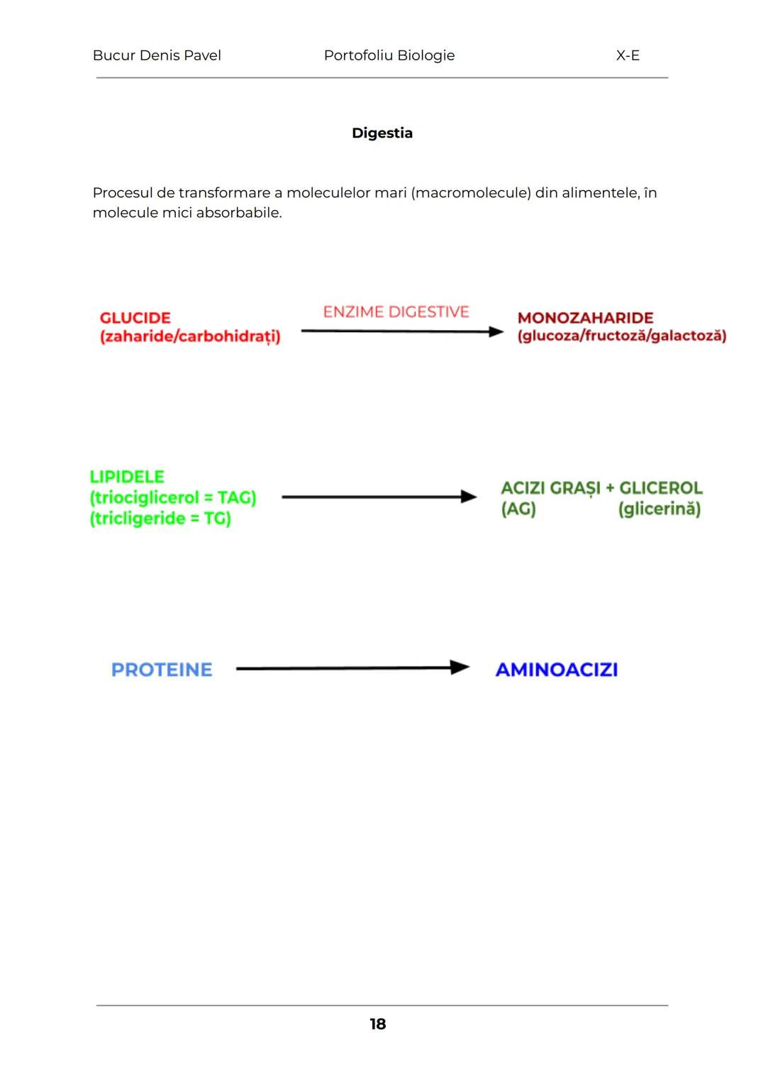 --- OCR Start ---
Bucur Denis Pavel
Portofoliu Biologie
X-E
TESUTURILE
Grupări de celule cu aceeaşi alcătuire și același rol
1.
Tesuturile v