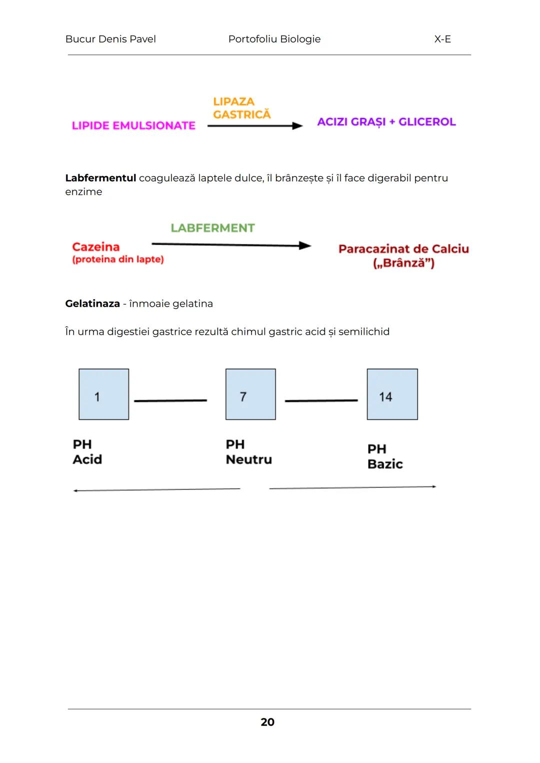 --- OCR Start ---
Bucur Denis Pavel
Portofoliu Biologie
X-E
TESUTURILE
Grupări de celule cu aceeaşi alcătuire și același rol
1.
Tesuturile v