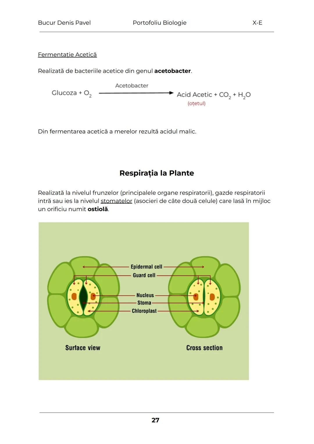--- OCR Start ---
Bucur Denis Pavel
Portofoliu Biologie
X-E
TESUTURILE
Grupări de celule cu aceeaşi alcătuire și același rol
1.
Tesuturile v