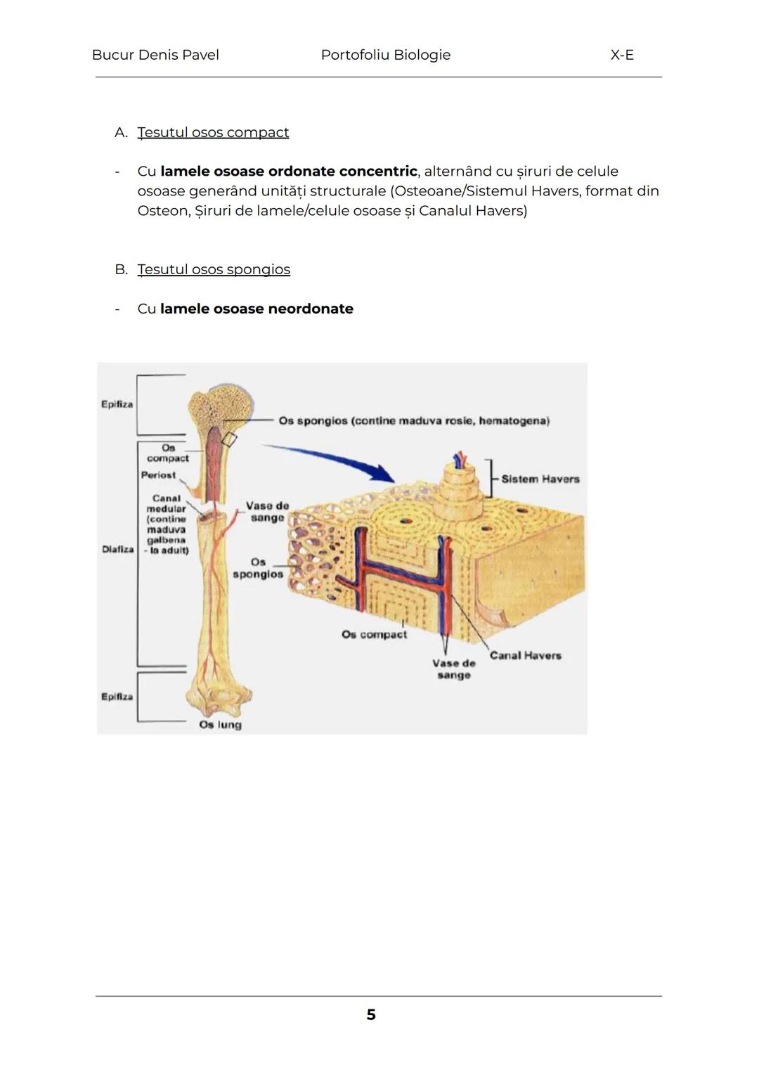 --- OCR Start ---
Bucur Denis Pavel
Portofoliu Biologie
X-E
TESUTURILE
Grupări de celule cu aceeaşi alcătuire și același rol
1.
Tesuturile v