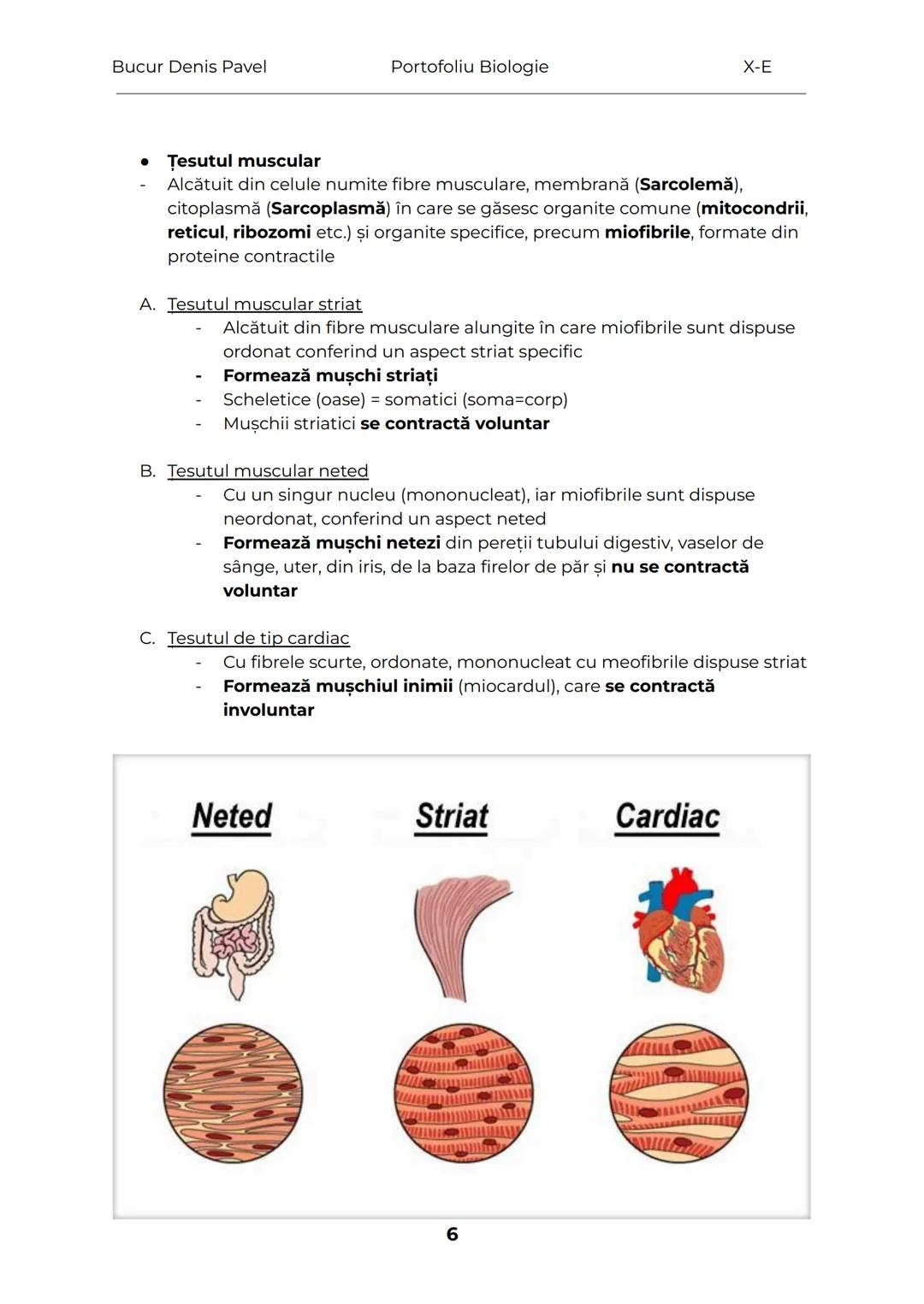 --- OCR Start ---
Bucur Denis Pavel
Portofoliu Biologie
X-E
TESUTURILE
Grupări de celule cu aceeaşi alcătuire și același rol
1.
Tesuturile v
