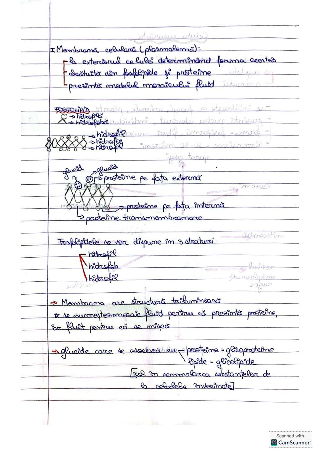 --- OCR Start ---
Celula eucariotă
M
C_{e}l_{4}l_{a} eucariotă poate fi
vegetala
animală
-se întâlneşte la fungi, animale, plante
prezintă n