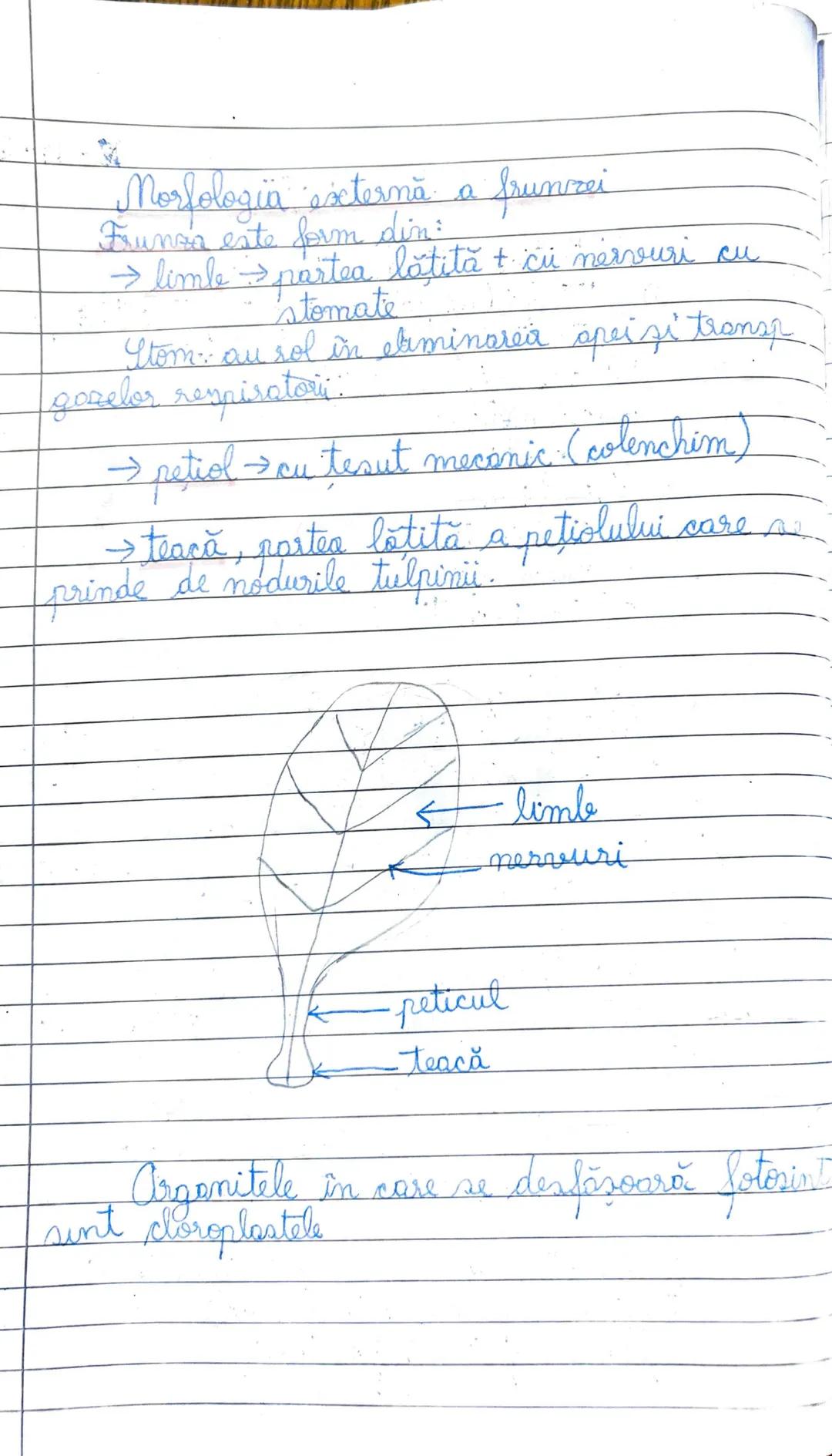 Functüle de nutritie
18-11-2024
Nutritiva este de ztipuri:
1) autotrofă (se realizează prin fotosinteză si
2) heterotrofă chemosinteză).
↳ c