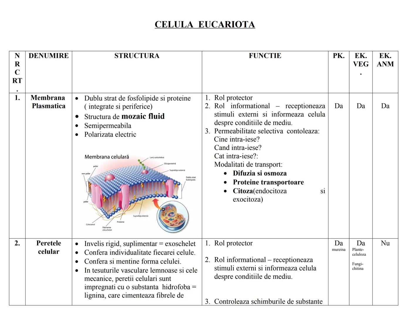 # CELULA EUCARIOΤΑ
| N | DENUMIRE | STRUCTURA | FUNCTIE | PK. | EK. VEG | EK. ANM |
|---|---|---|---|---|---|---|
| RC | | | | | | |