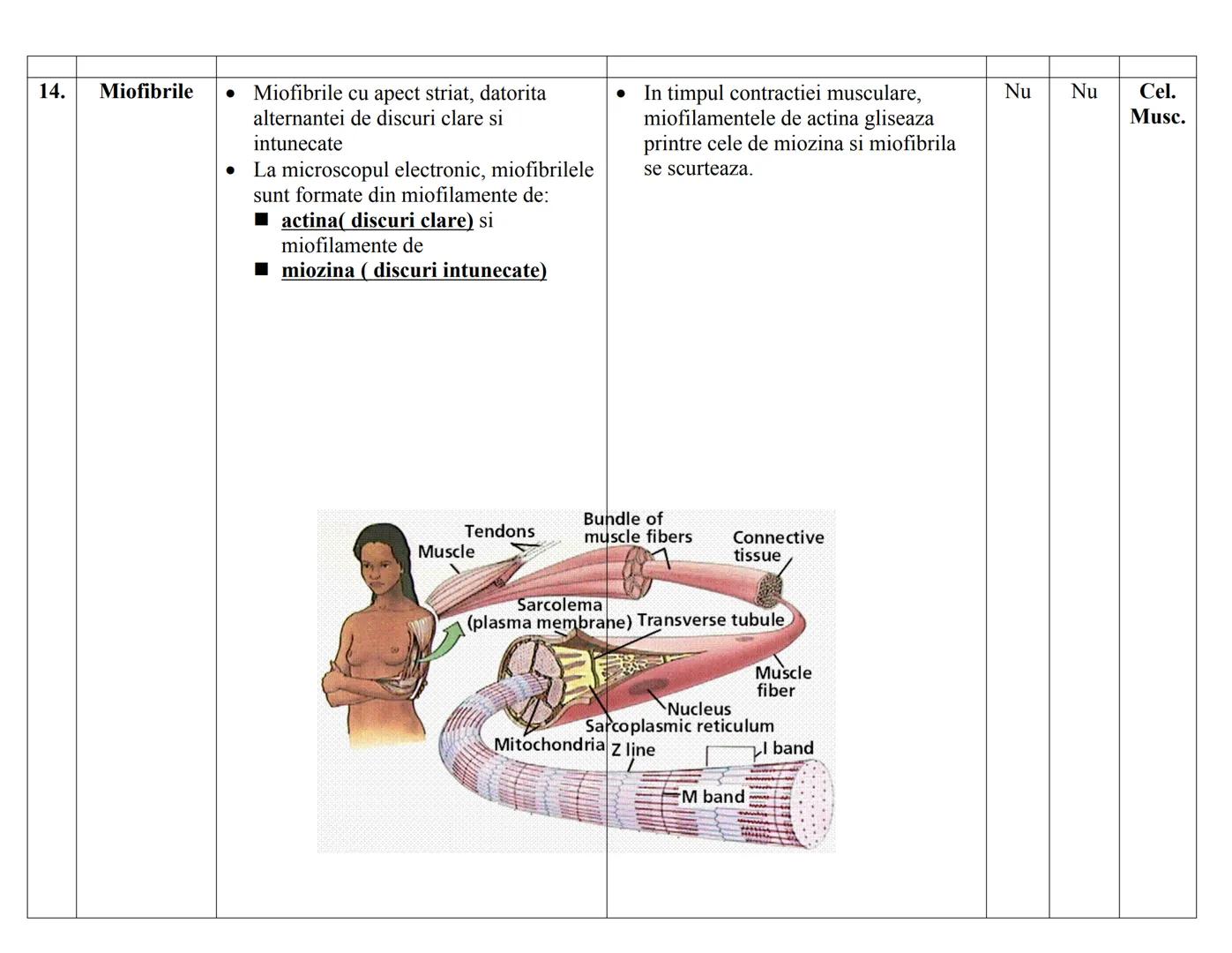 # CELULA EUCARIOΤΑ
| N | DENUMIRE | STRUCTURA | FUNCTIE | PK. | EK. VEG | EK. ANM |
|---|---|---|---|---|---|---|
| RC | | | | | | |