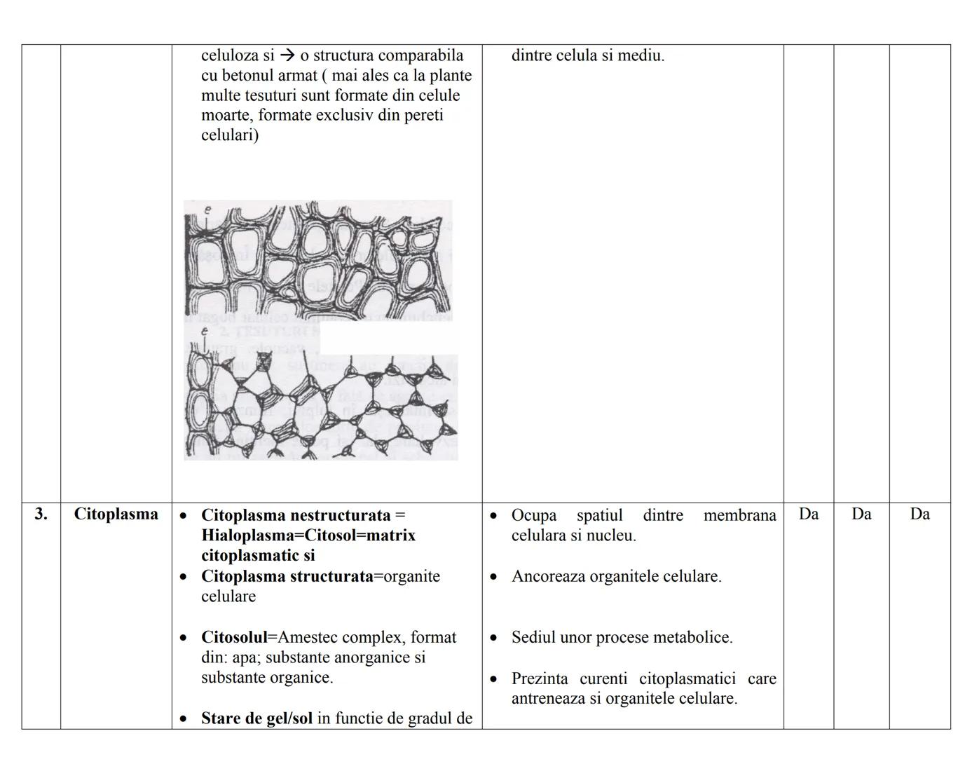 # CELULA EUCARIOΤΑ
| N | DENUMIRE | STRUCTURA | FUNCTIE | PK. | EK. VEG | EK. ANM |
|---|---|---|---|---|---|---|
| RC | | | | | | |
