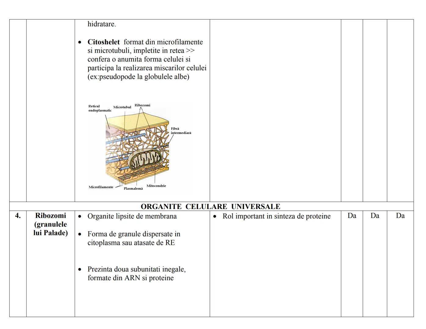 # CELULA EUCARIOΤΑ
| N | DENUMIRE | STRUCTURA | FUNCTIE | PK. | EK. VEG | EK. ANM |
|---|---|---|---|---|---|---|
| RC | | | | | | |