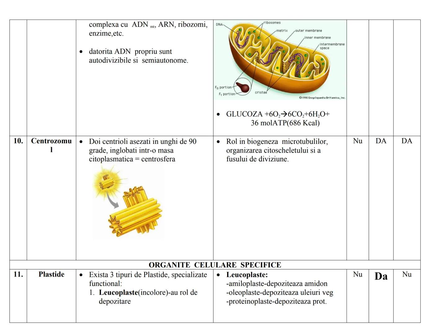 # CELULA EUCARIOΤΑ
| N | DENUMIRE | STRUCTURA | FUNCTIE | PK. | EK. VEG | EK. ANM |
|---|---|---|---|---|---|---|
| RC | | | | | | |