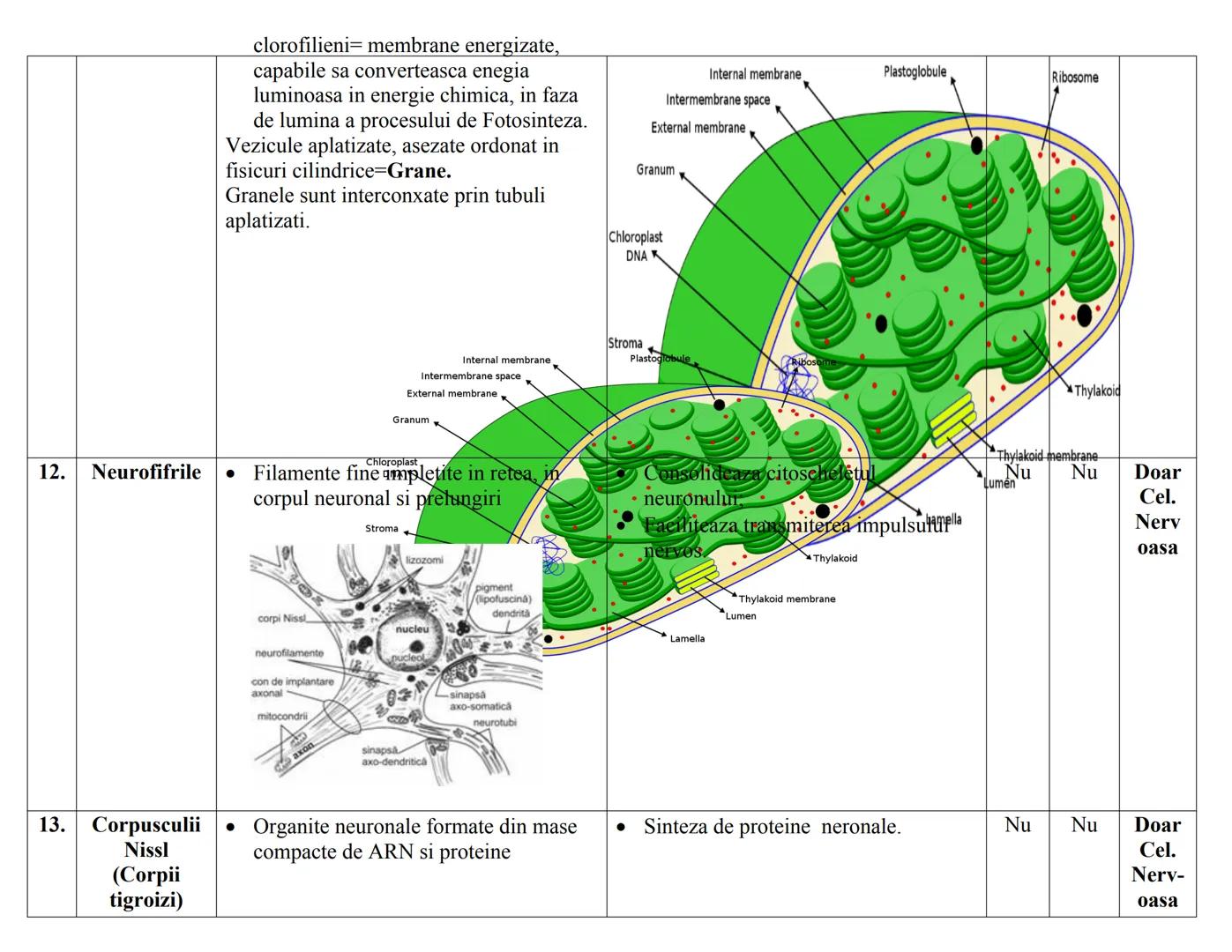 # CELULA EUCARIOΤΑ
| N | DENUMIRE | STRUCTURA | FUNCTIE | PK. | EK. VEG | EK. ANM |
|---|---|---|---|---|---|---|
| RC | | | | | | |