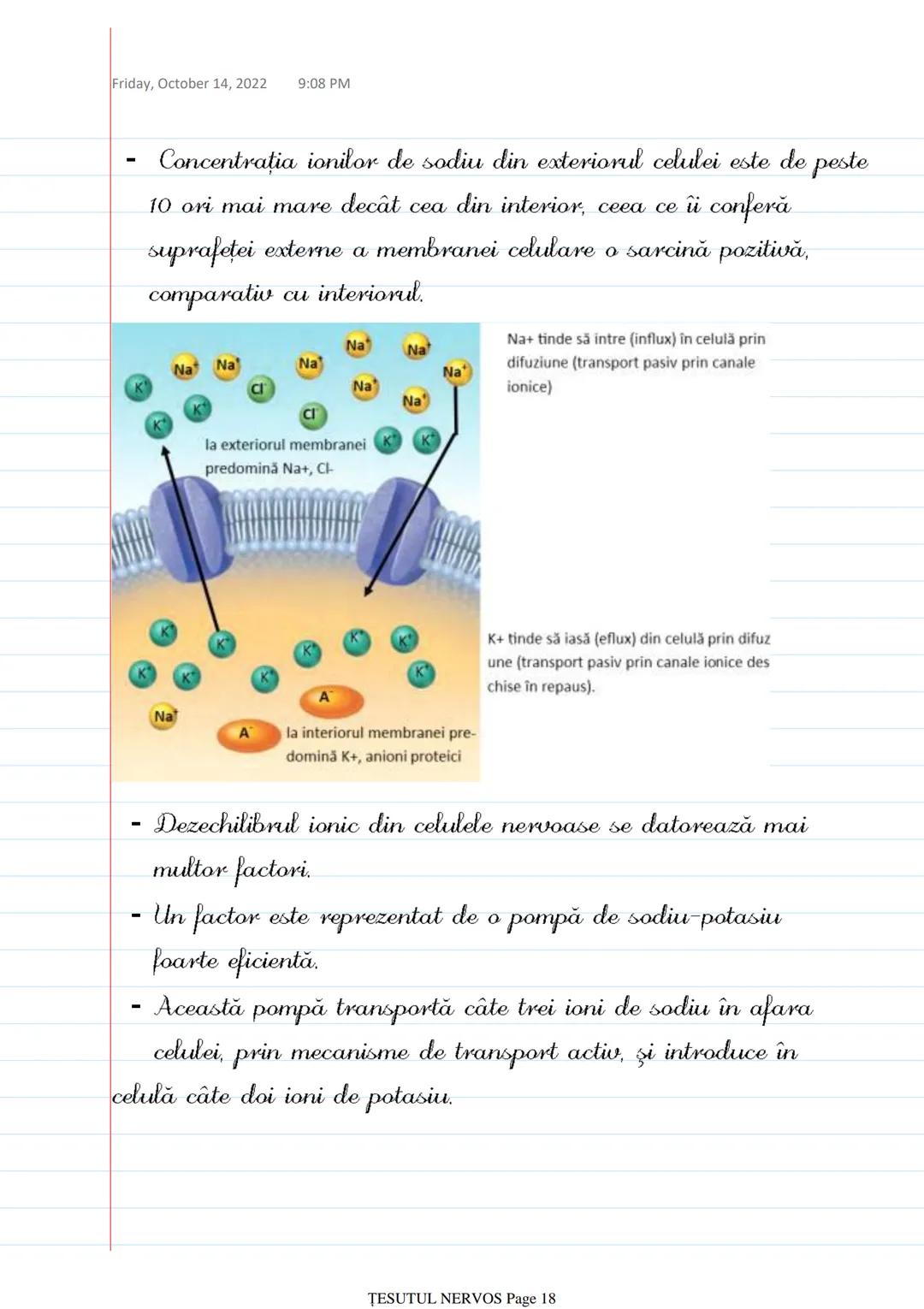 # ȚESUTUL NERVOS
Saturday, October 8, 2022 12:26 PM
- Sistemul nervos → coordonează procesele complexe ce au loc în
mediul intern al organi