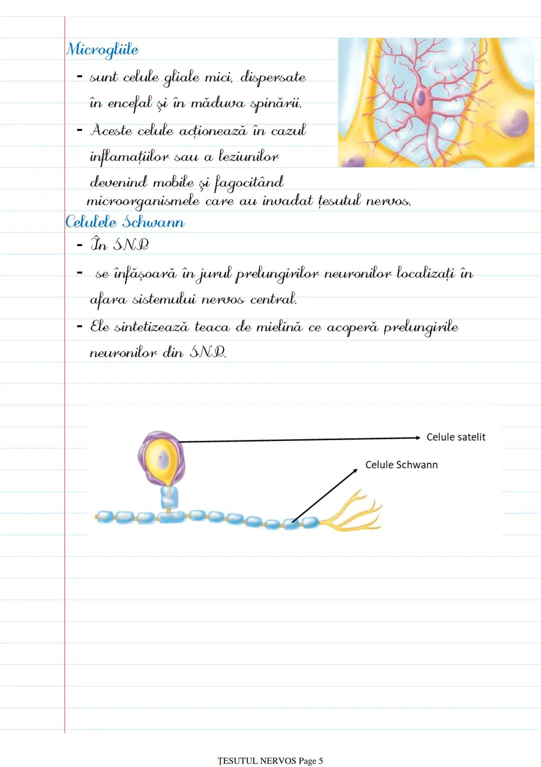 # ȚESUTUL NERVOS
Saturday, October 8, 2022 12:26 PM
- Sistemul nervos → coordonează procesele complexe ce au loc în
mediul intern al organi