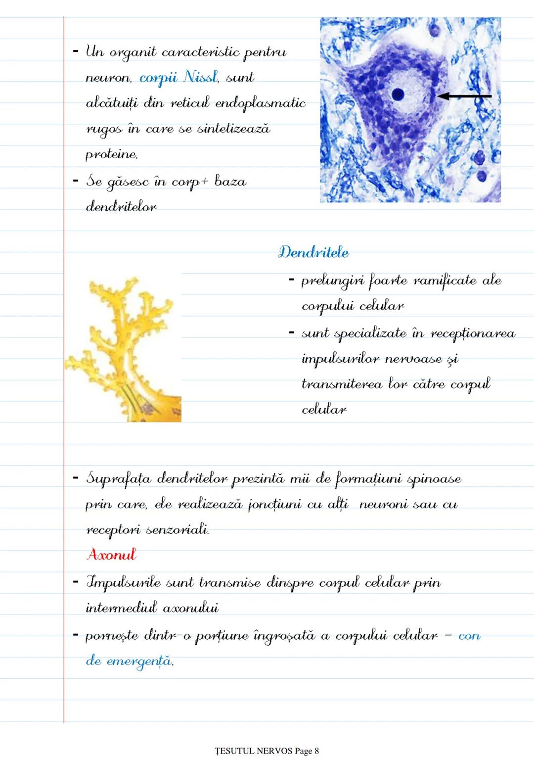 # ȚESUTUL NERVOS
Saturday, October 8, 2022 12:26 PM
- Sistemul nervos → coordonează procesele complexe ce au loc în
mediul intern al organi