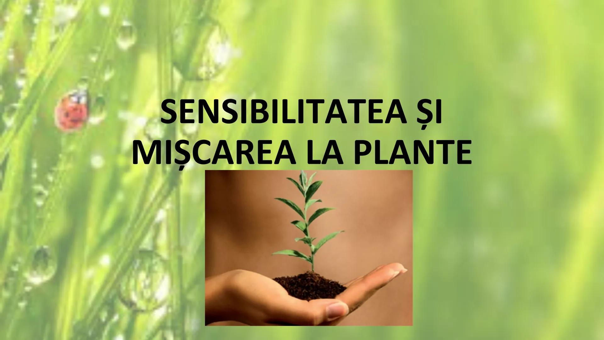 # SENSIBILITATEA ŞI
# MIŞCAREA LA PLANTE --- OCR Start ---
Sensibilitatea și mișcarea
Sensibilitatea - este proprietatea organismelor de a
r