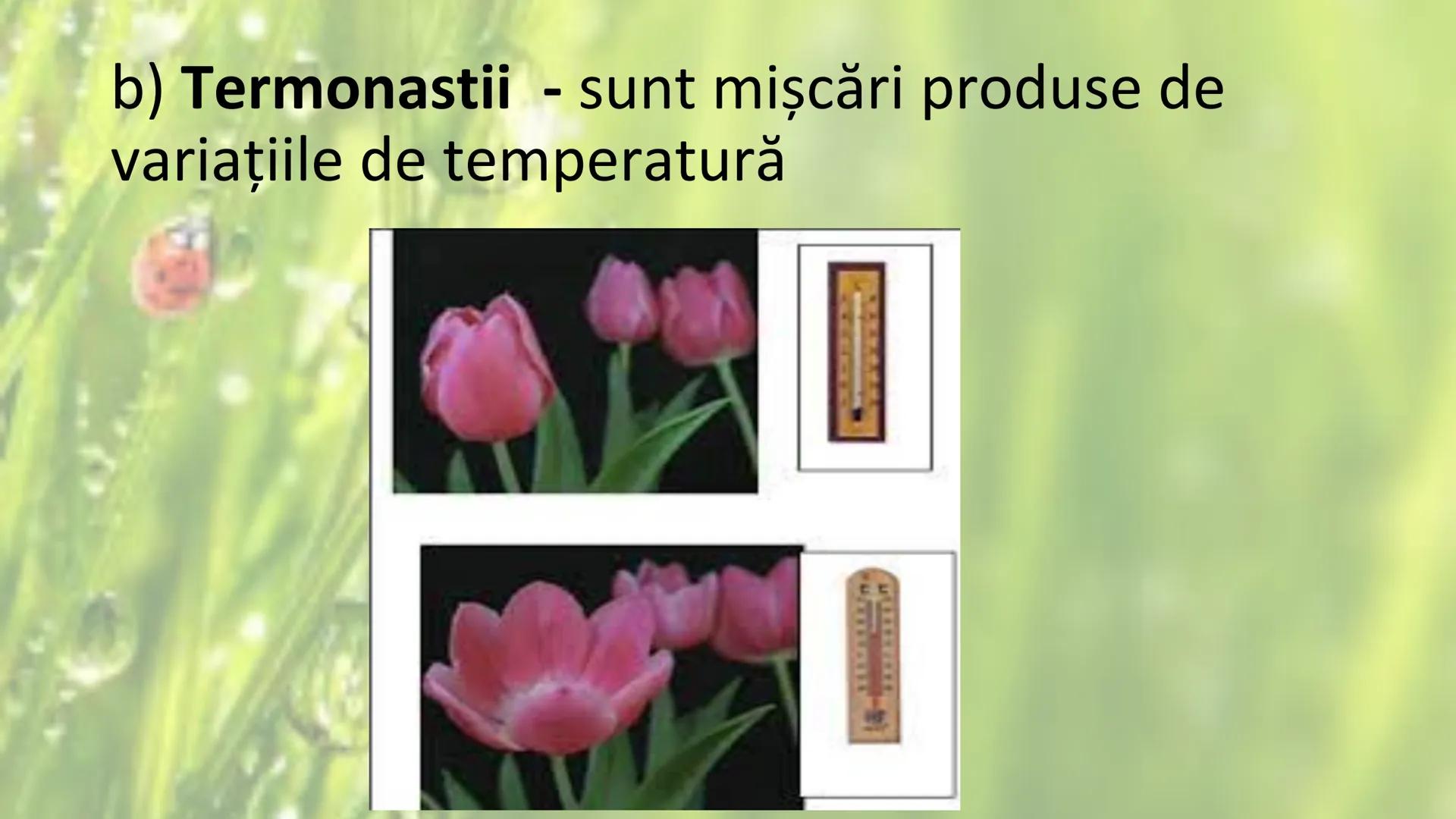 # SENSIBILITATEA ŞI
# MIŞCAREA LA PLANTE --- OCR Start ---
Sensibilitatea și mișcarea
Sensibilitatea - este proprietatea organismelor de a
r