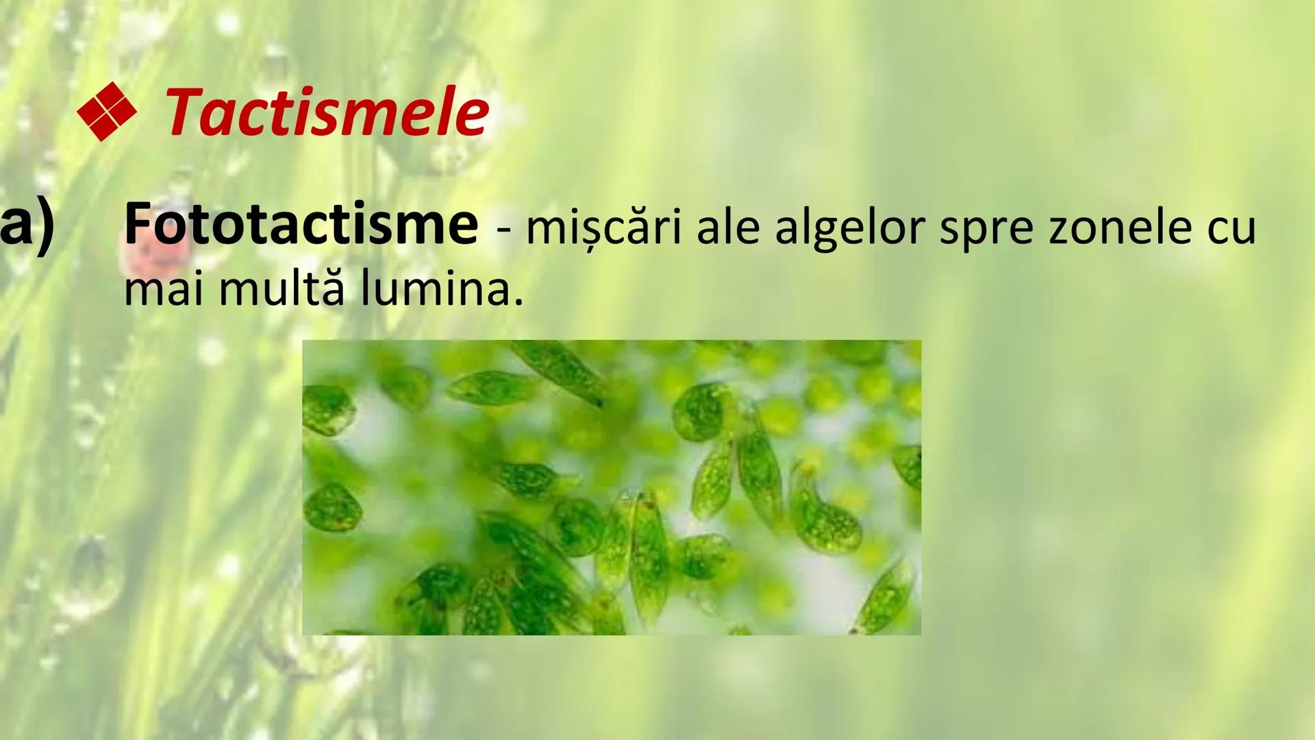 # SENSIBILITATEA ŞI
# MIŞCAREA LA PLANTE --- OCR Start ---
Sensibilitatea și mișcarea
Sensibilitatea - este proprietatea organismelor de a
r
