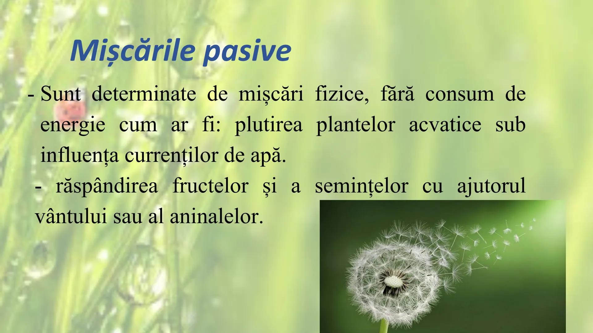 # SENSIBILITATEA ŞI
# MIŞCAREA LA PLANTE --- OCR Start ---
Sensibilitatea și mișcarea
Sensibilitatea - este proprietatea organismelor de a
r