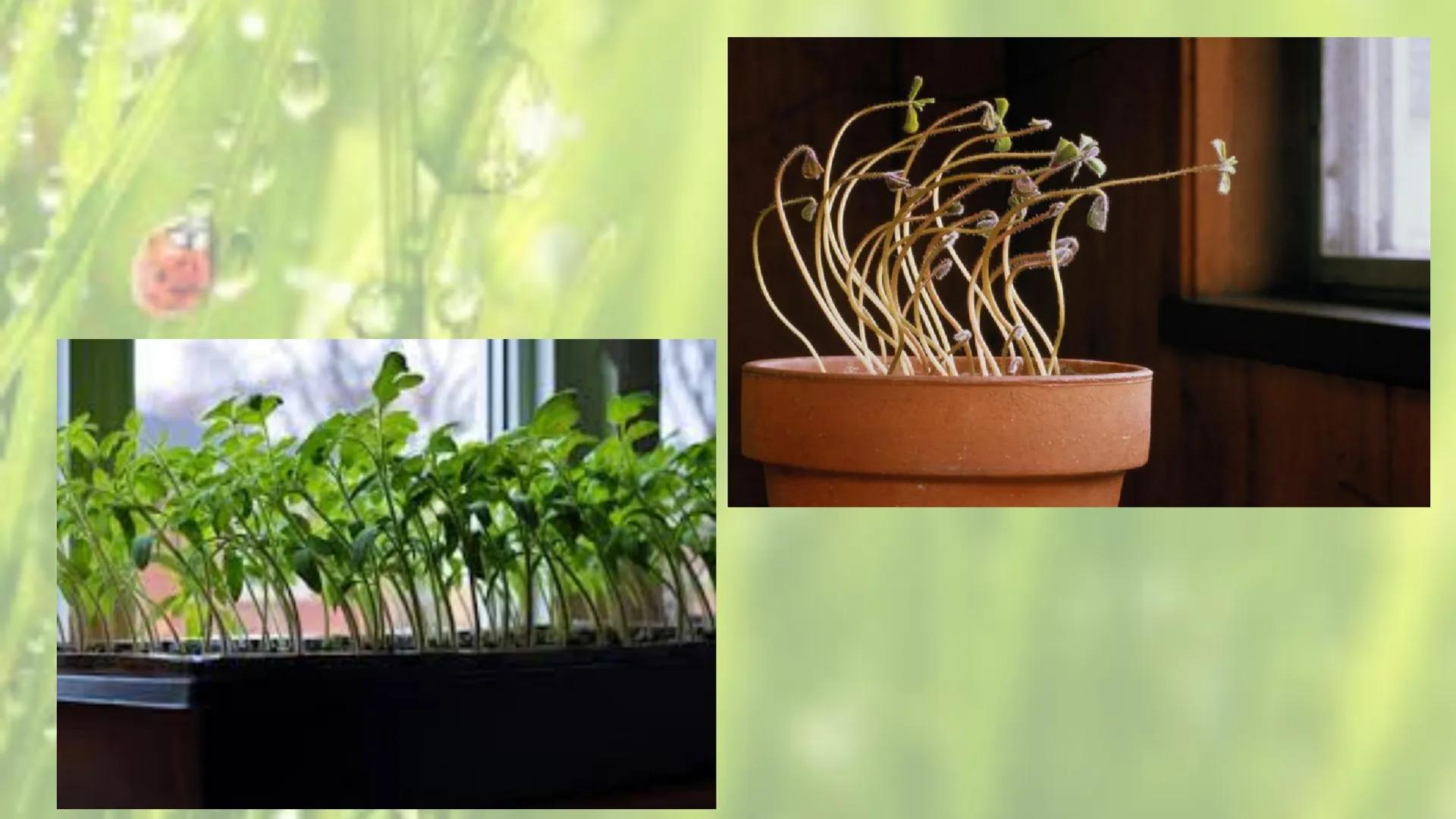 # SENSIBILITATEA ŞI
# MIŞCAREA LA PLANTE --- OCR Start ---
Sensibilitatea și mișcarea
Sensibilitatea - este proprietatea organismelor de a
r