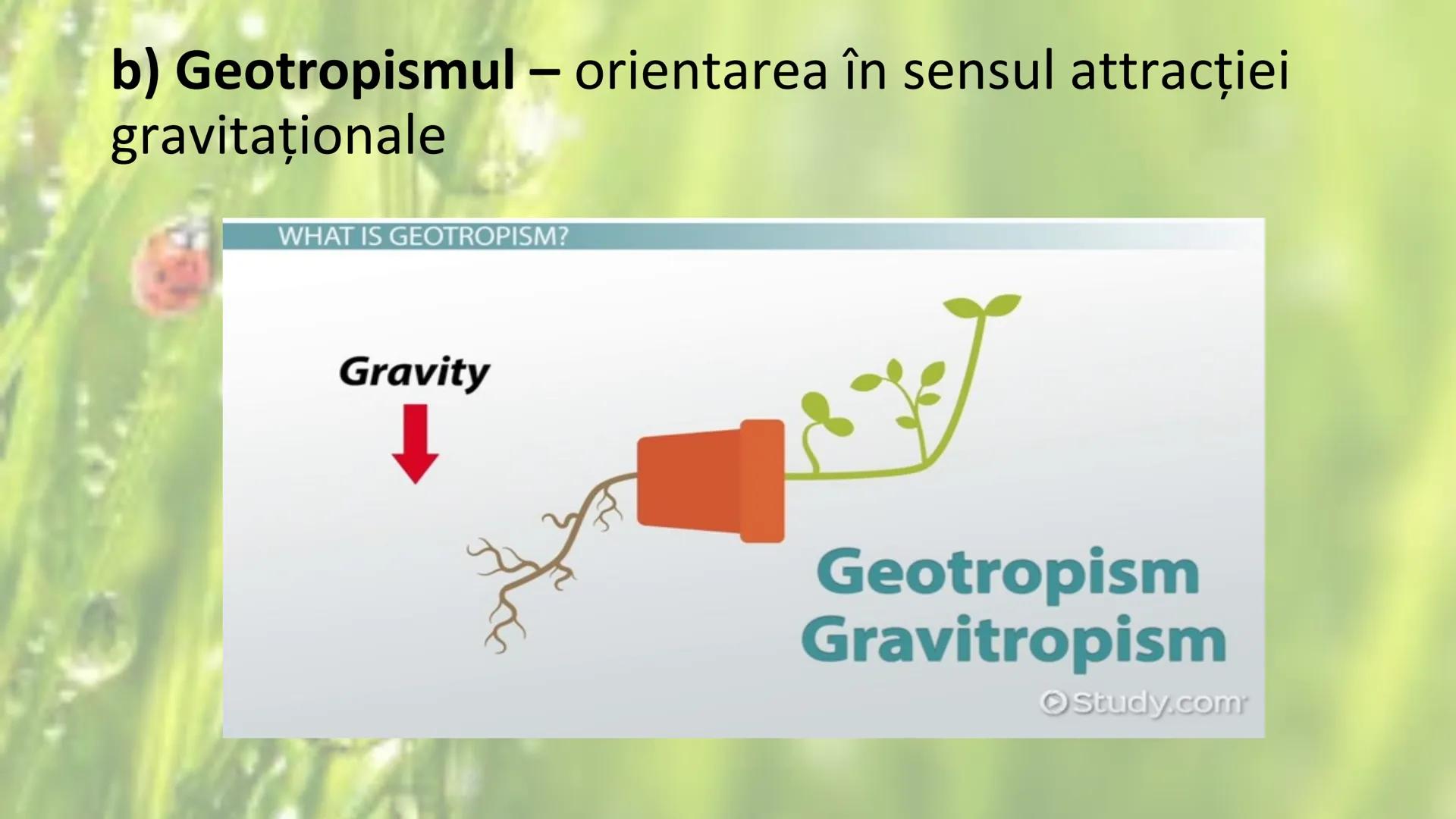 # SENSIBILITATEA ŞI
# MIŞCAREA LA PLANTE --- OCR Start ---
Sensibilitatea și mișcarea
Sensibilitatea - este proprietatea organismelor de a
r