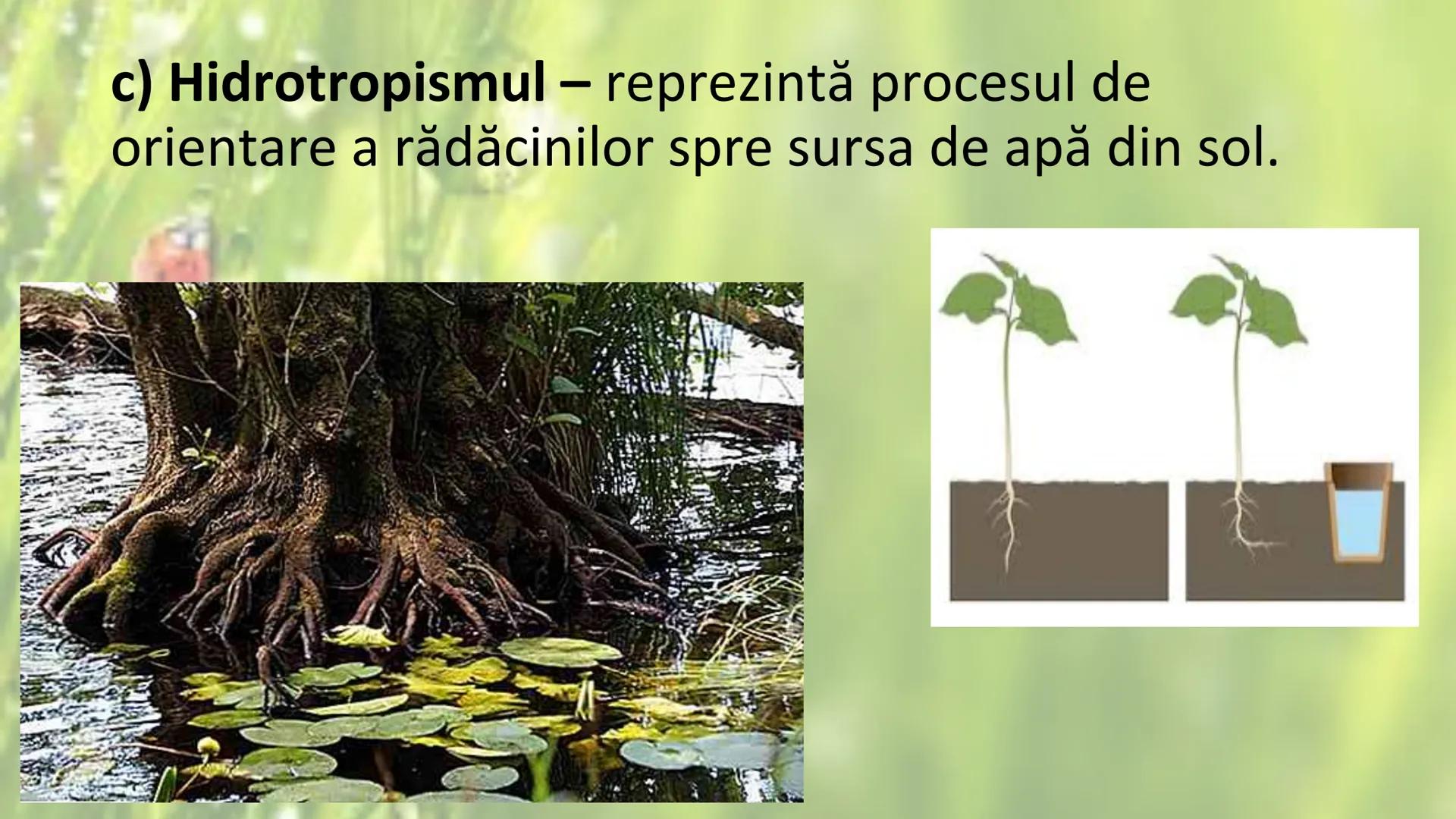 # SENSIBILITATEA ŞI
# MIŞCAREA LA PLANTE --- OCR Start ---
Sensibilitatea și mișcarea
Sensibilitatea - este proprietatea organismelor de a
r