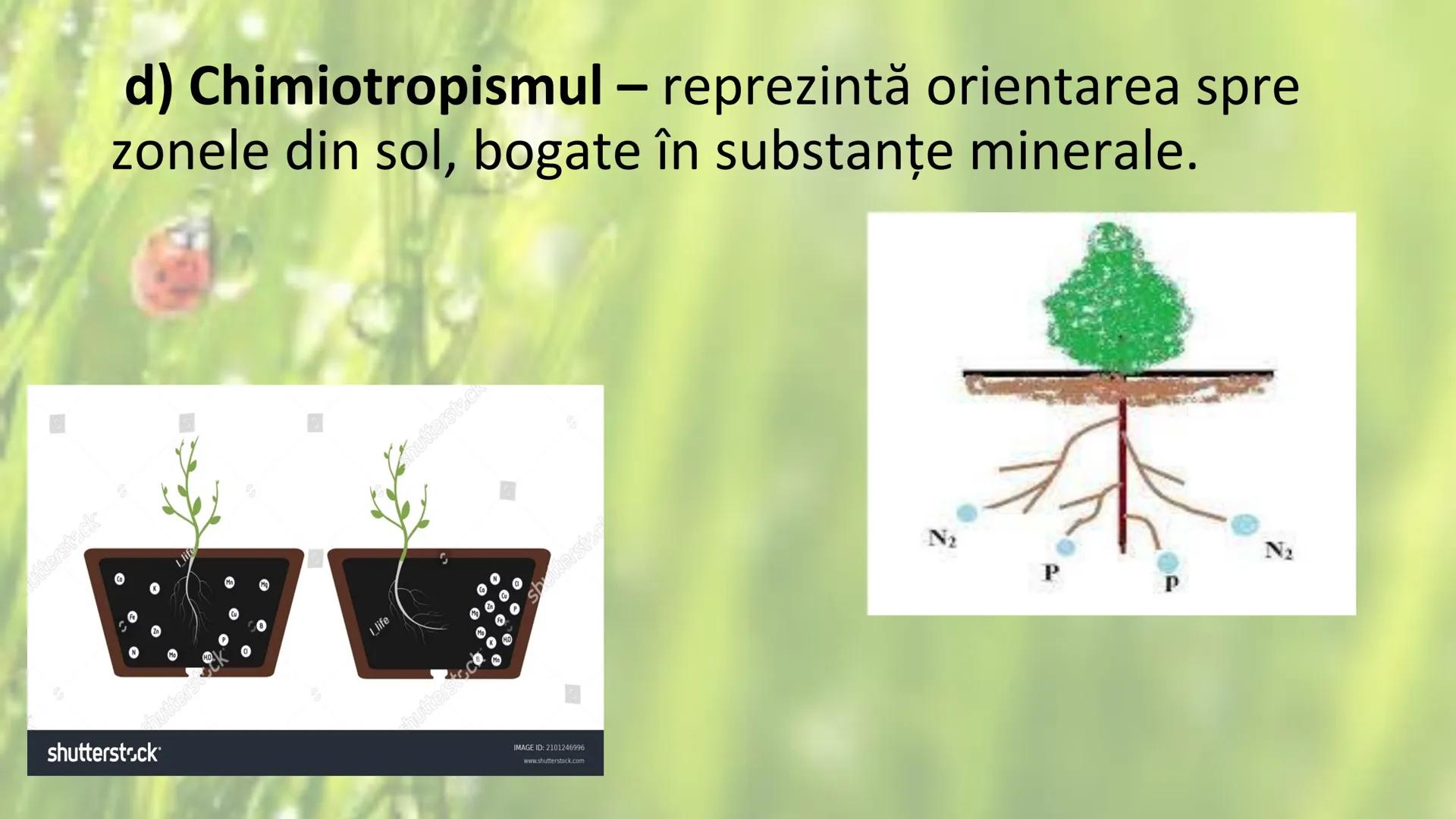 # SENSIBILITATEA ŞI
# MIŞCAREA LA PLANTE --- OCR Start ---
Sensibilitatea și mișcarea
Sensibilitatea - este proprietatea organismelor de a
r