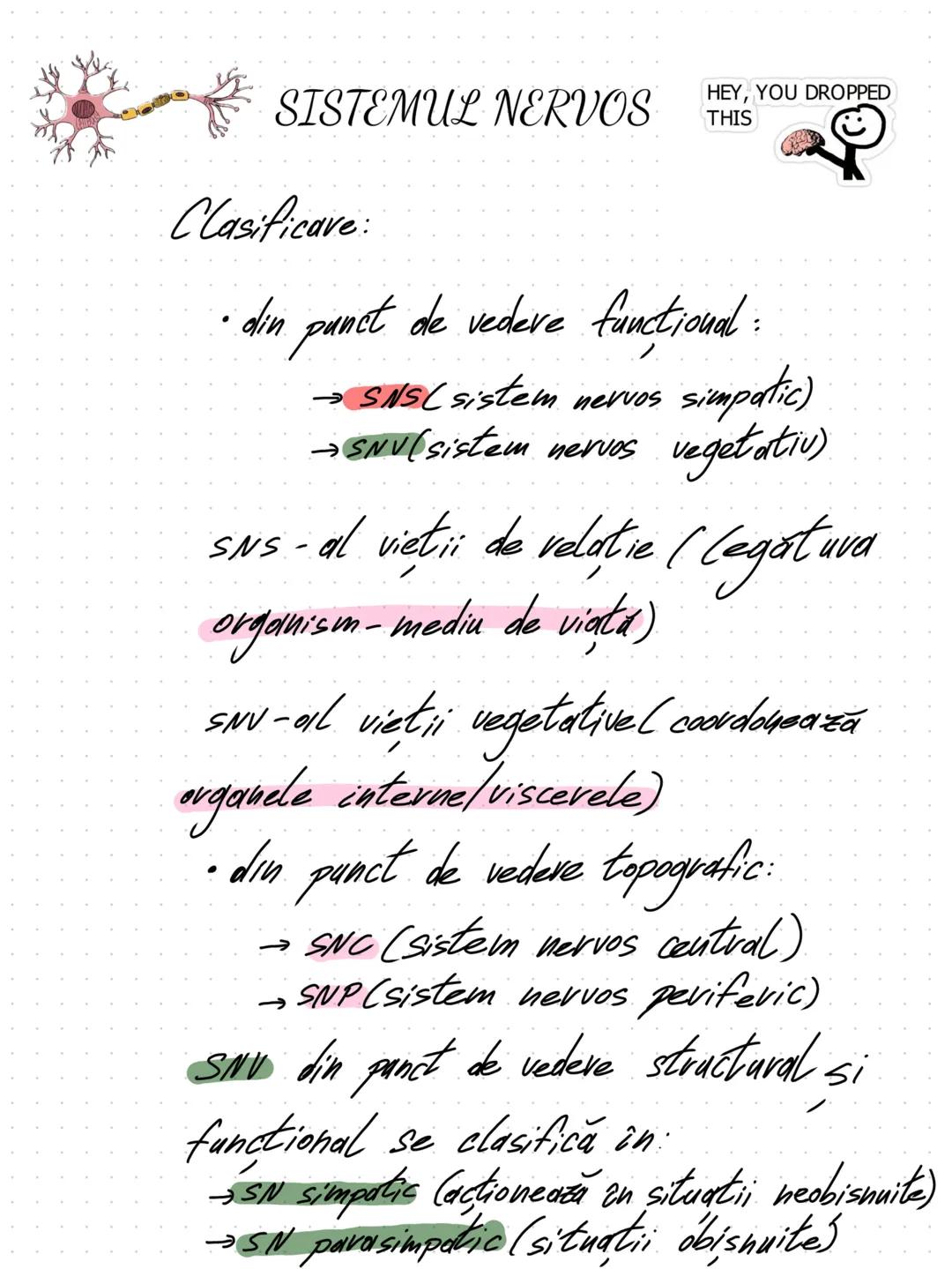 --- OCR Start ---
SISTEMUL NERVOS
HEY, YOU DROPPED
THIS
Clasificave:
din punct de vedere functional:
→SNS(sistem nervos simpatic)
→SNV(sist