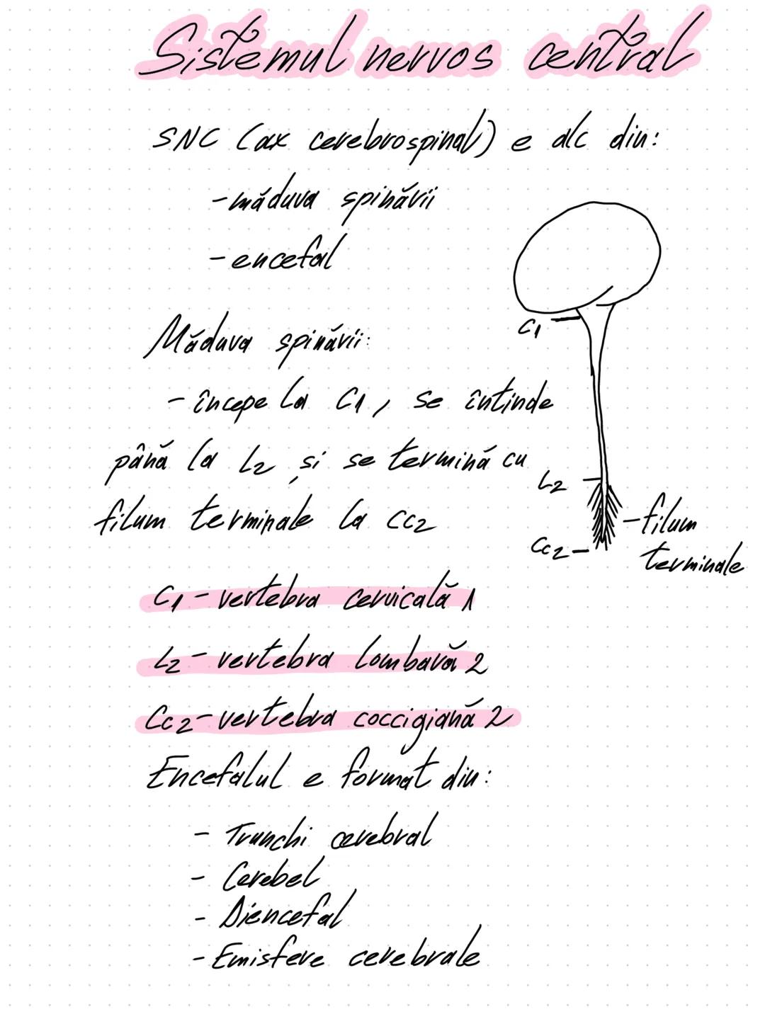 --- OCR Start ---
SISTEMUL NERVOS
HEY, YOU DROPPED
THIS
Clasificave:
din punct de vedere functional:
→SNS(sistem nervos simpatic)
→SNV(sist