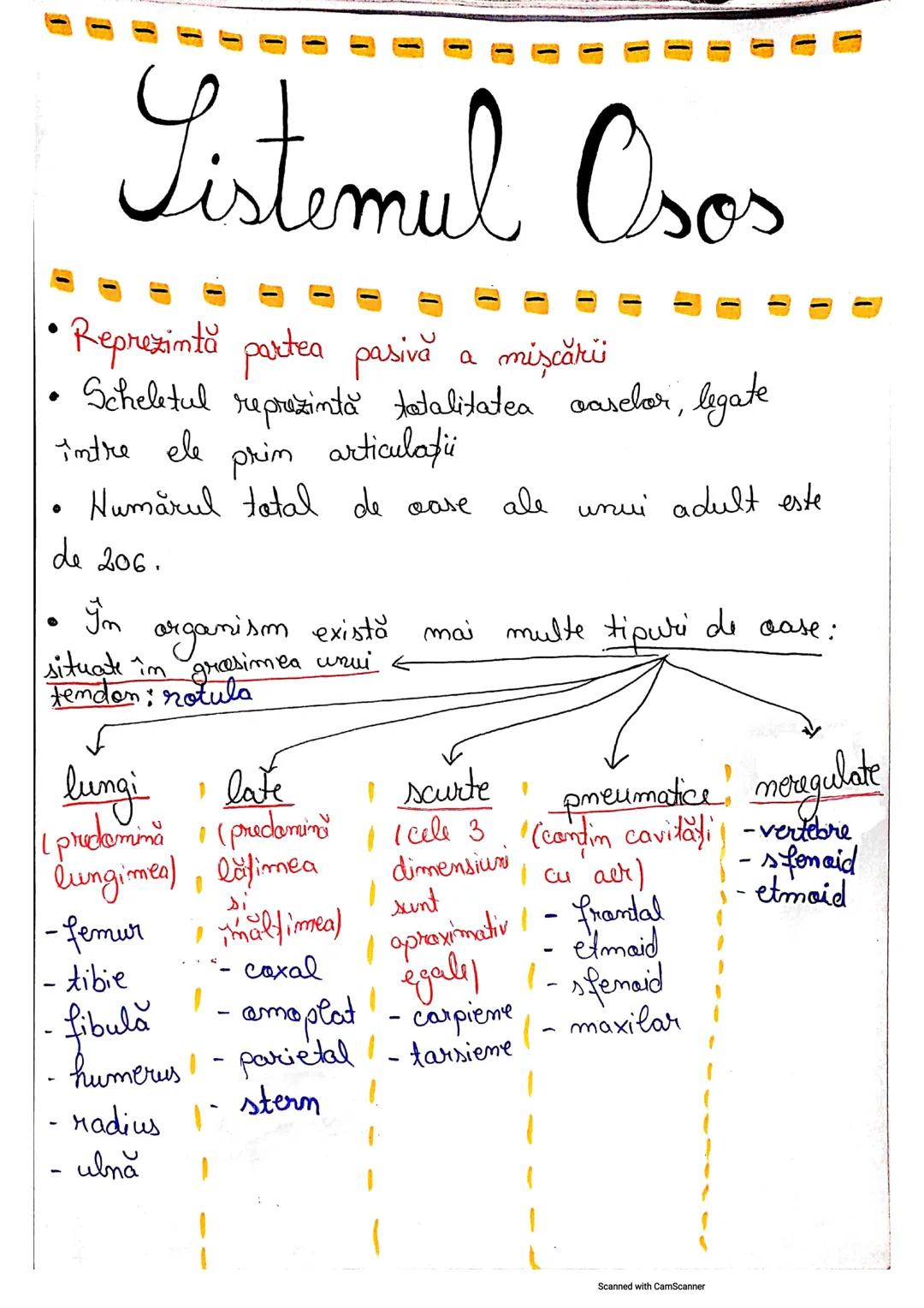 Sistemul osos