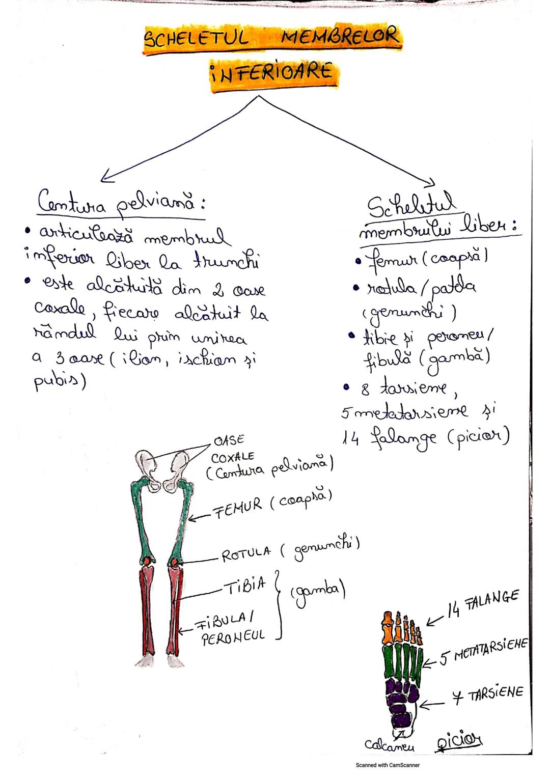# Listemul Osos
• Reprezintă partea pasivă a mişcării
• Scheletul reprezintă totalitatea caselor, legate
între ele prim articulați
• Numă