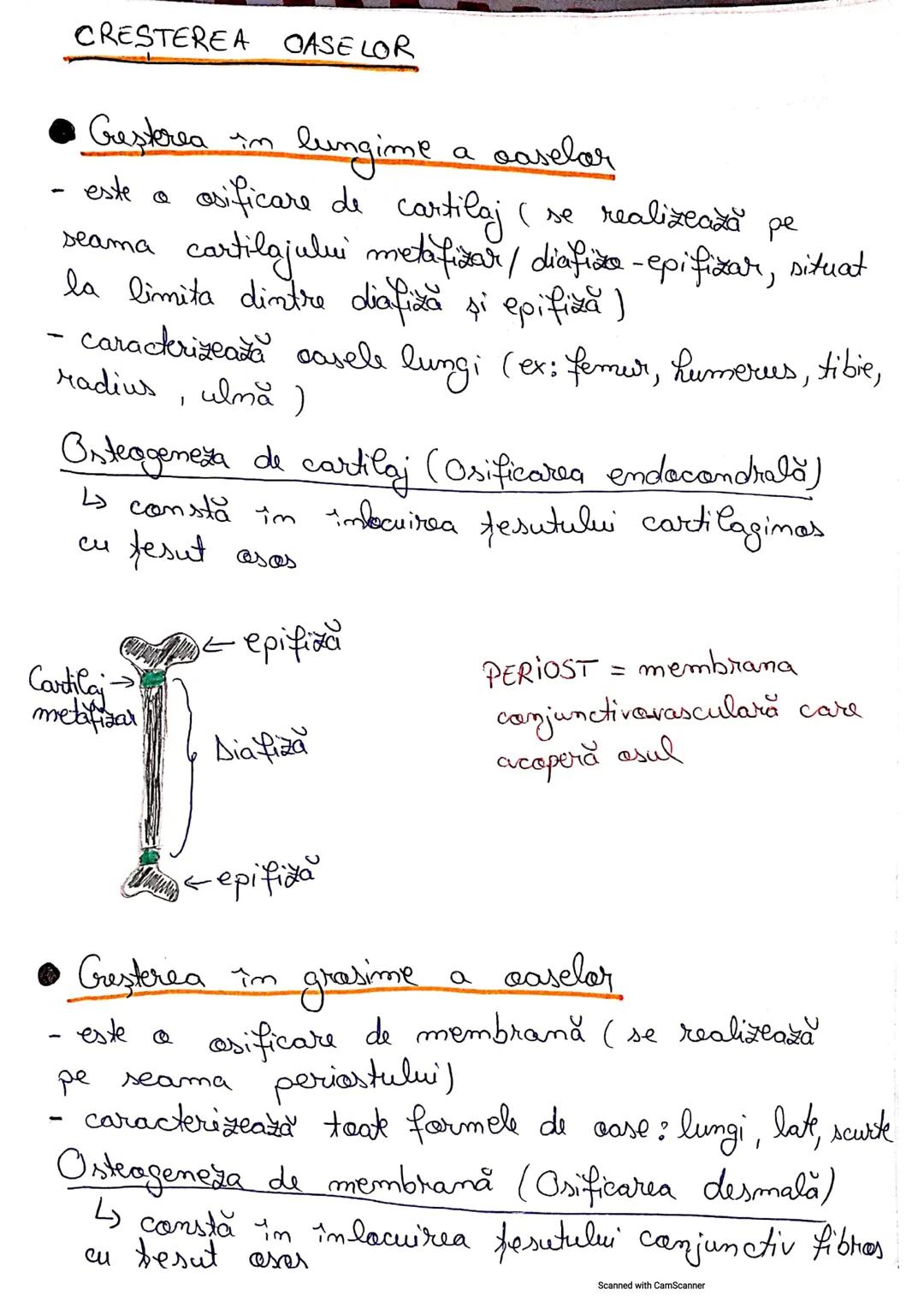 # Listemul Osos
• Reprezintă partea pasivă a mişcării
• Scheletul reprezintă totalitatea caselor, legate
între ele prim articulați
• Numă