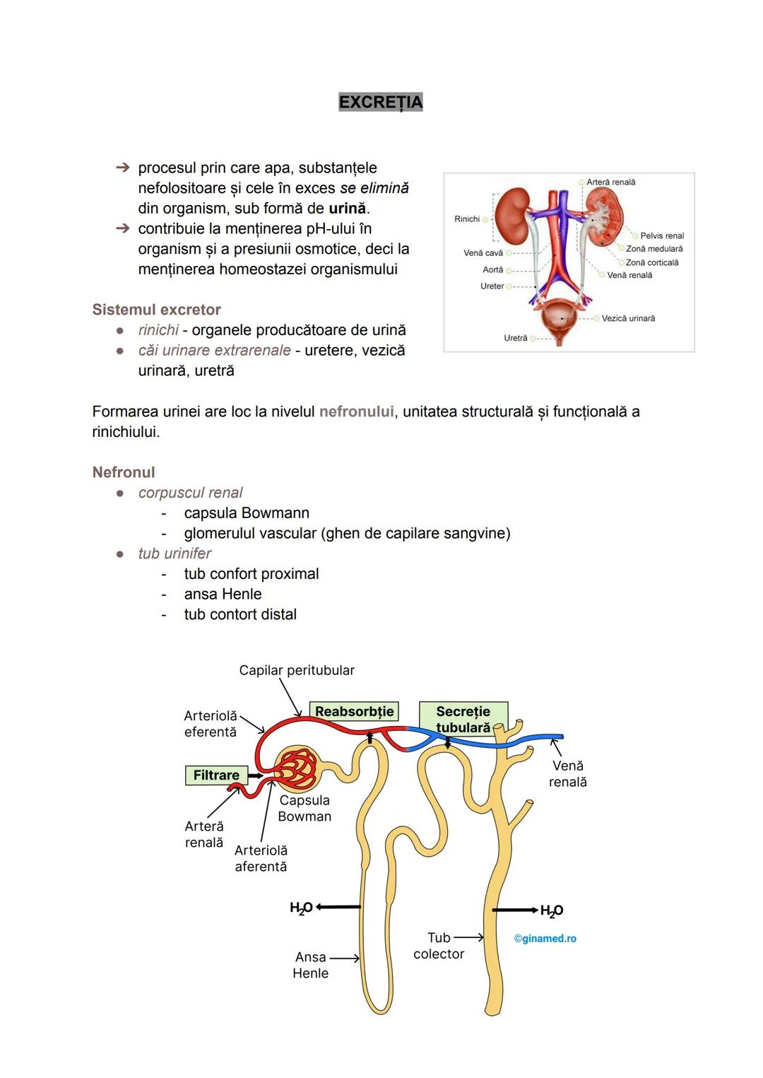 excreția # EXCRETIA
→ procesul prin care apa, substanțele
nefolositoare și cele în exces se elimină
din organism, sub formă de urină.
→ con