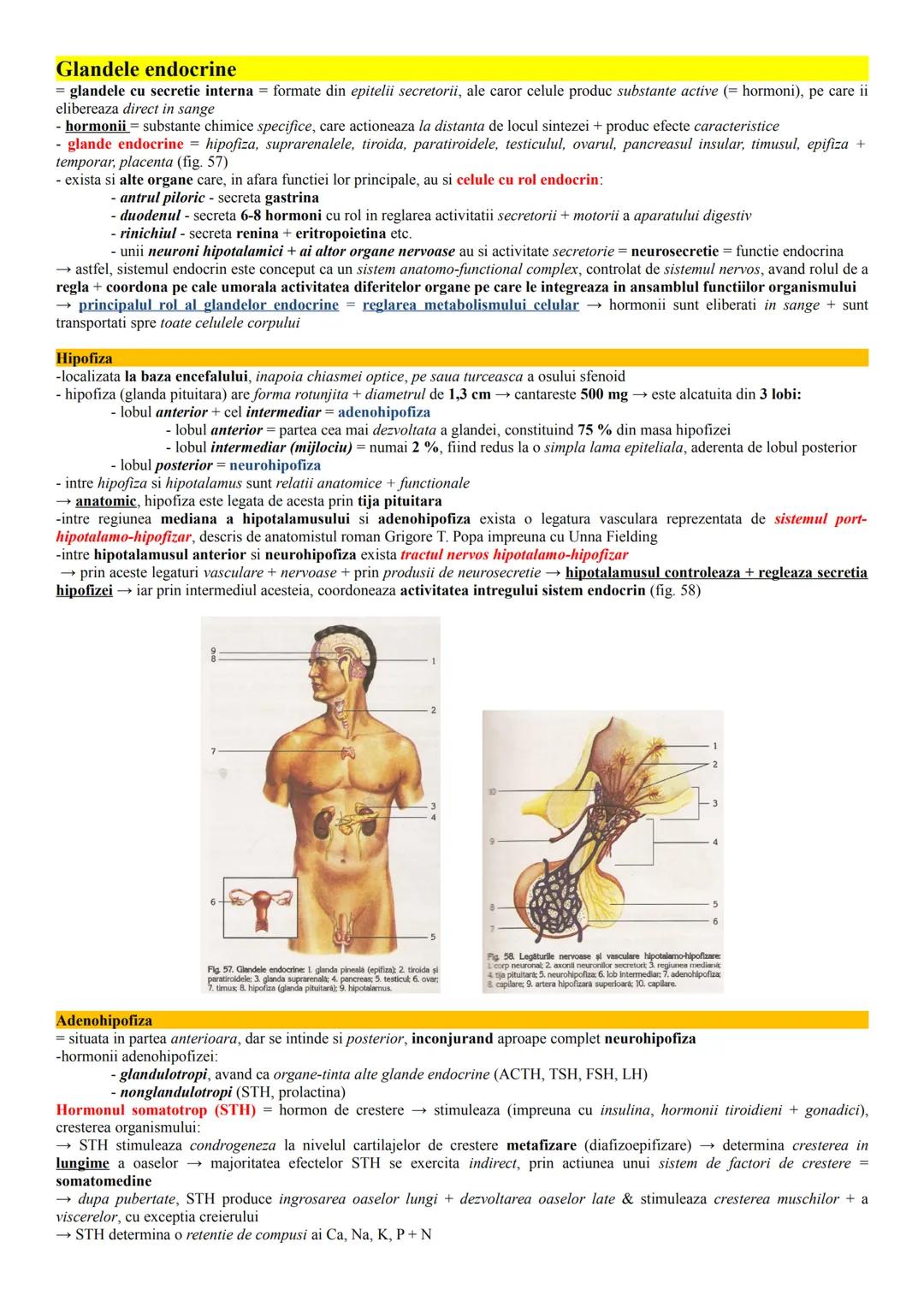 --- OCR Start ---
Glandele endocrine
= glandele cu secretie interna formate din epitelii secretorii, ale caror celule produc substante activ